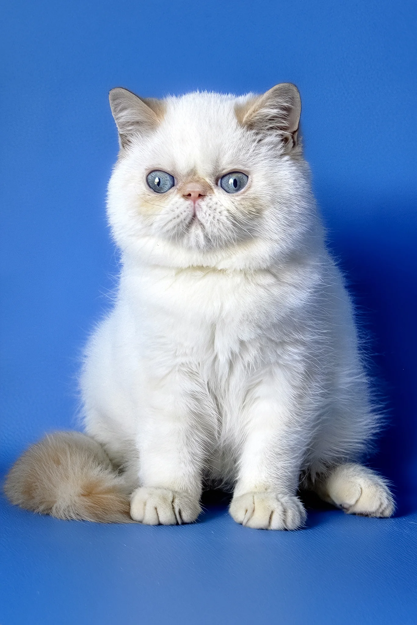 Dendri | Exotic Shorthair Kitten - Image 3