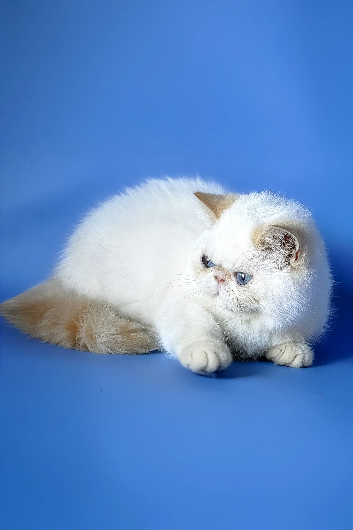 Dendri | Exotic Shorthair Kitten - Image 4
