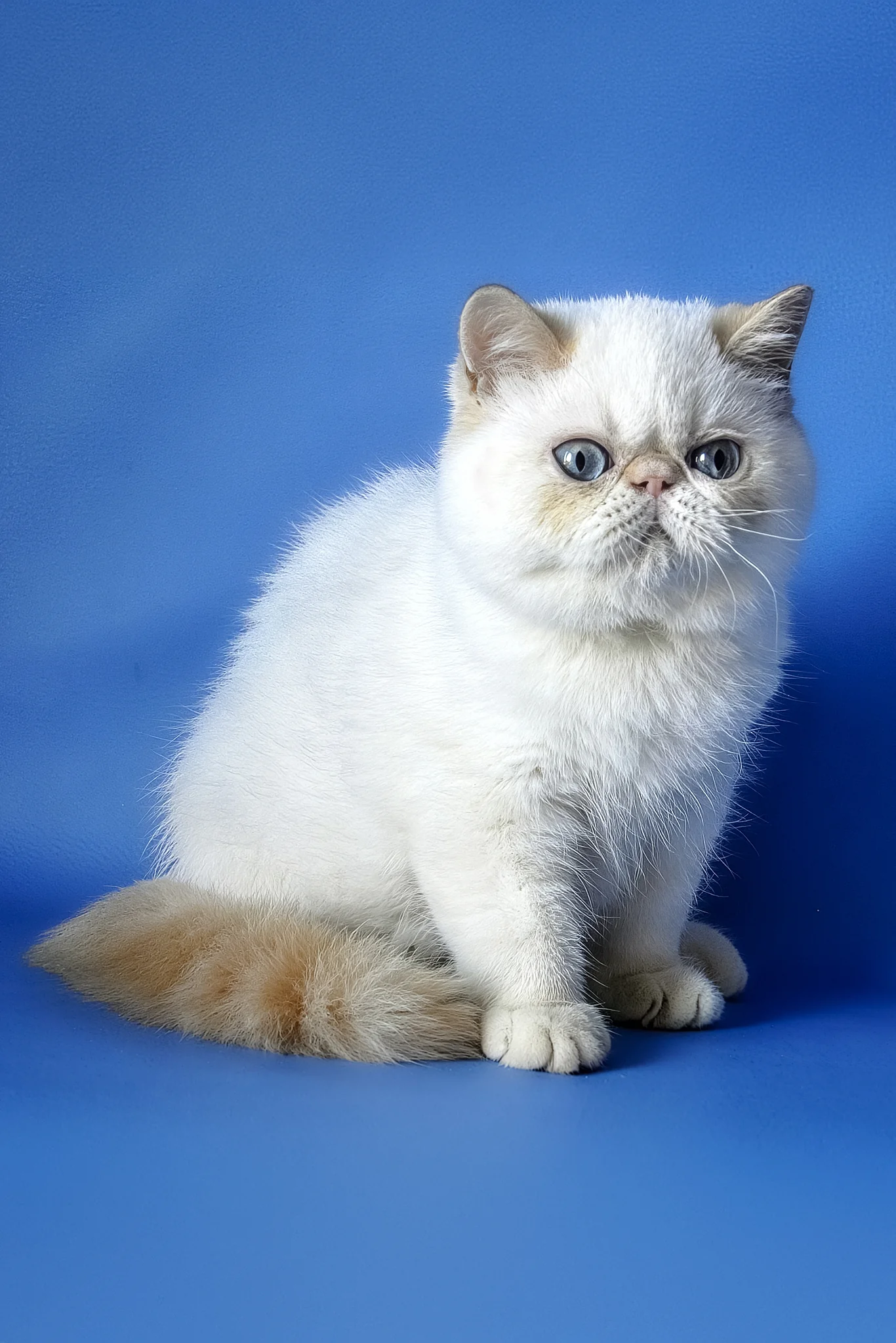 Dendri | Exotic Shorthair Kitten - Image 5