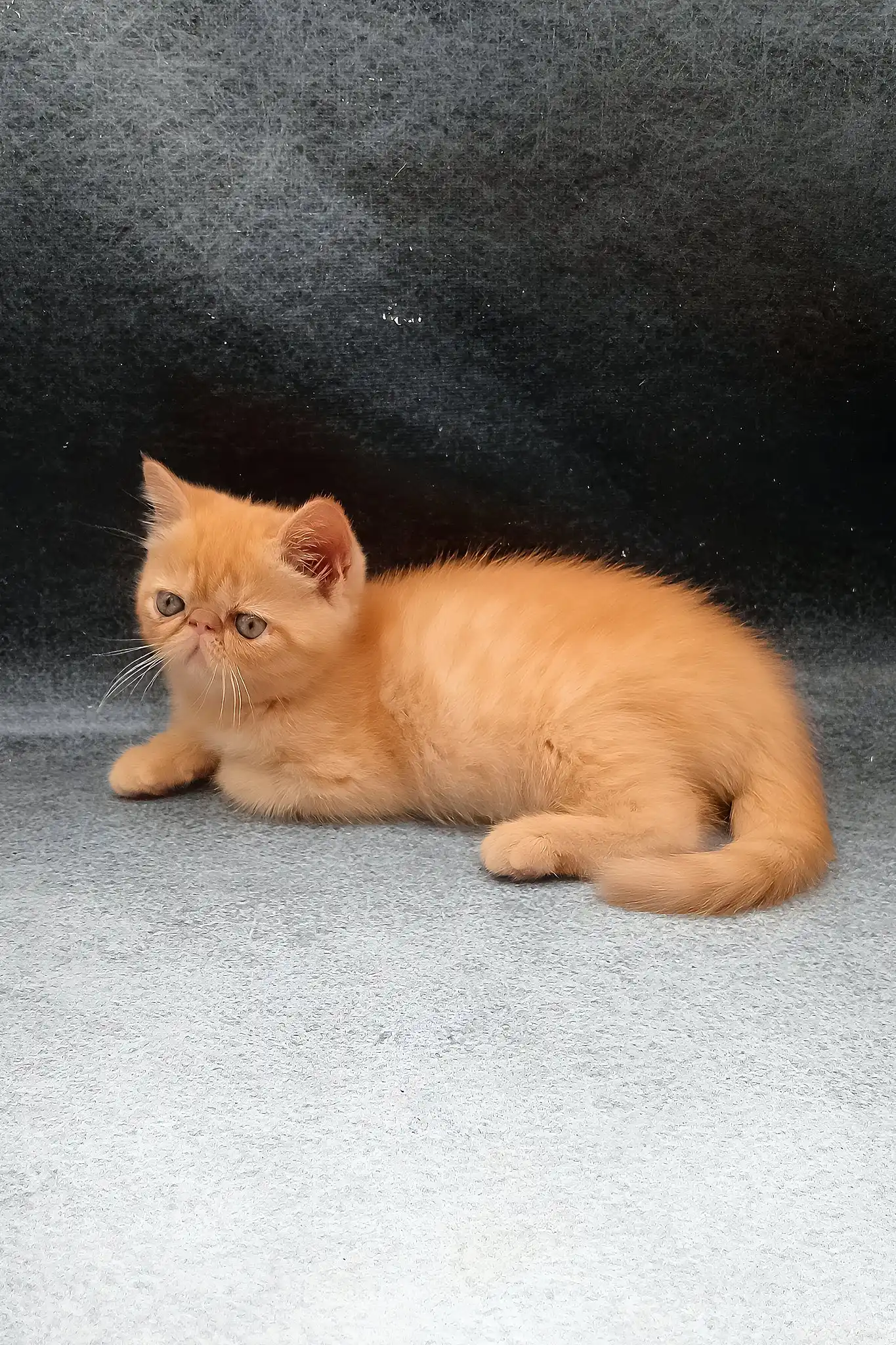 Donald | Exotic Shorthair Kitten - Image 7