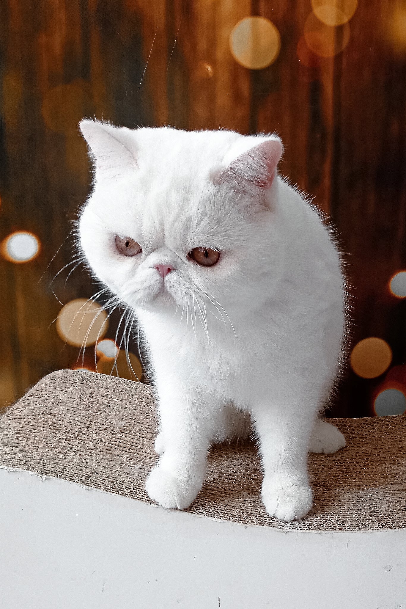 Edvard | Exotic Shorthair Kitten - Image 7