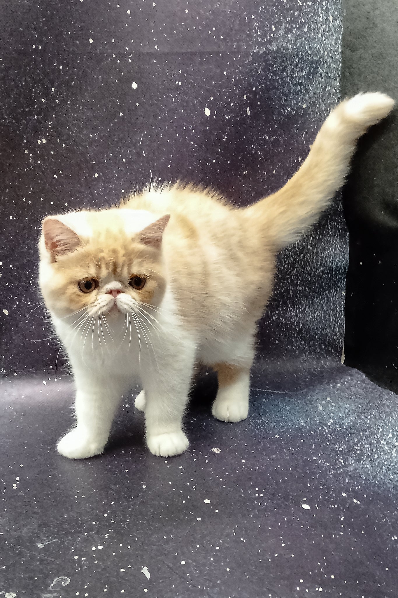 Ignat | Exotic Shorthair Kitten - Image 8