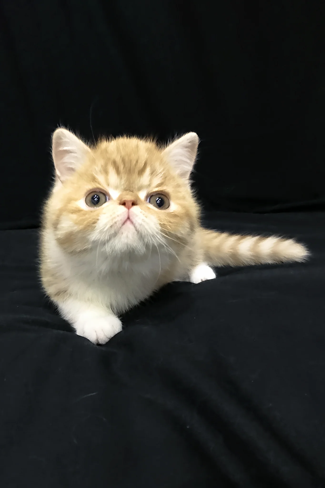 Jacke | Exotic Shorthair Kitten - Image 4