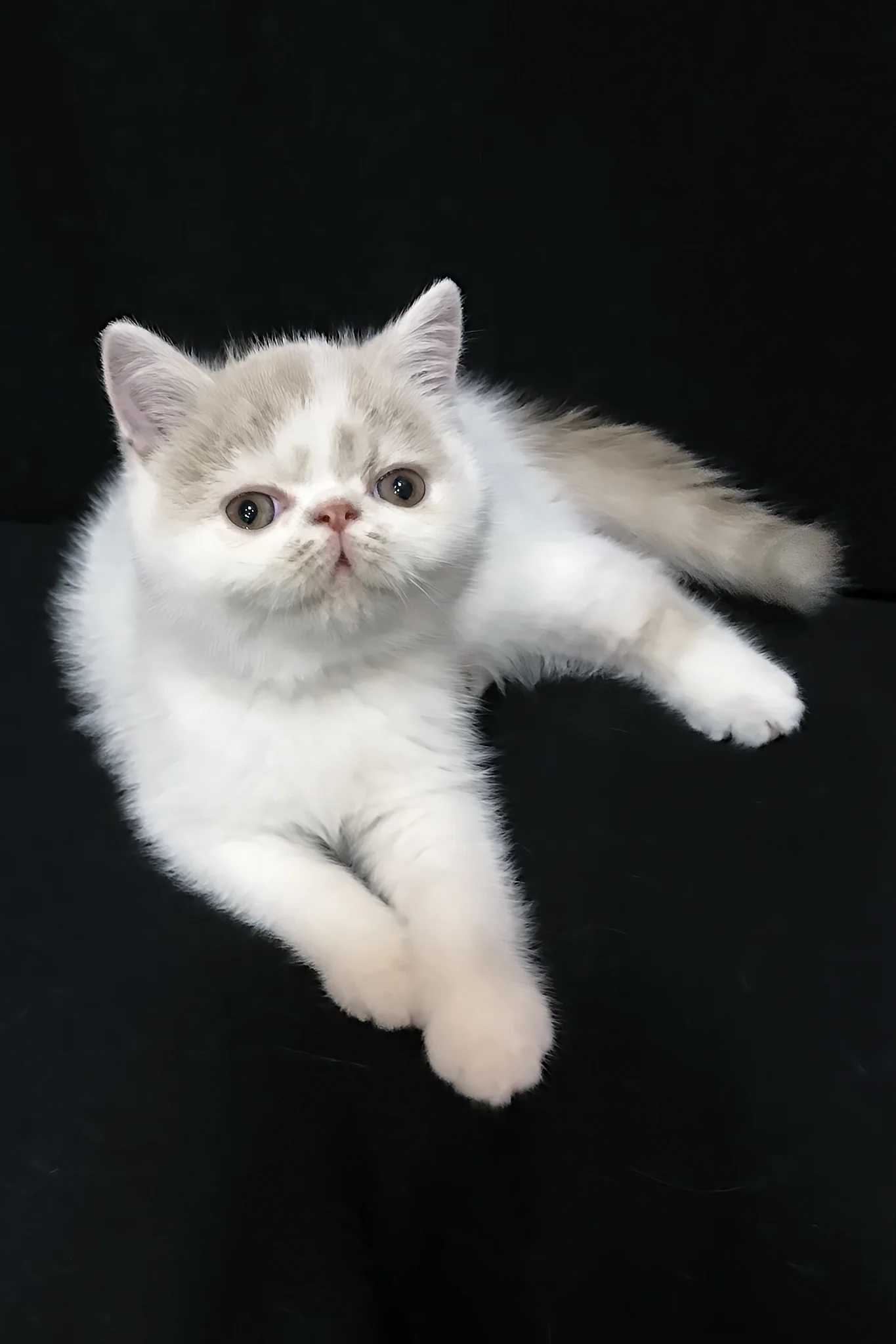 Jean | Exotic Shorthair Kitten - Image 3