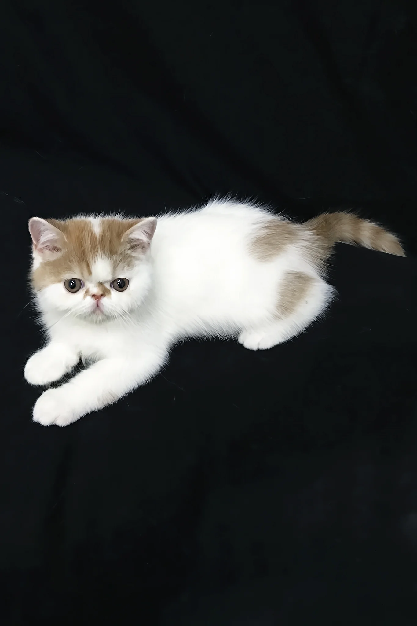 Jedi | Exotic Shorthair Kitten - Image 10