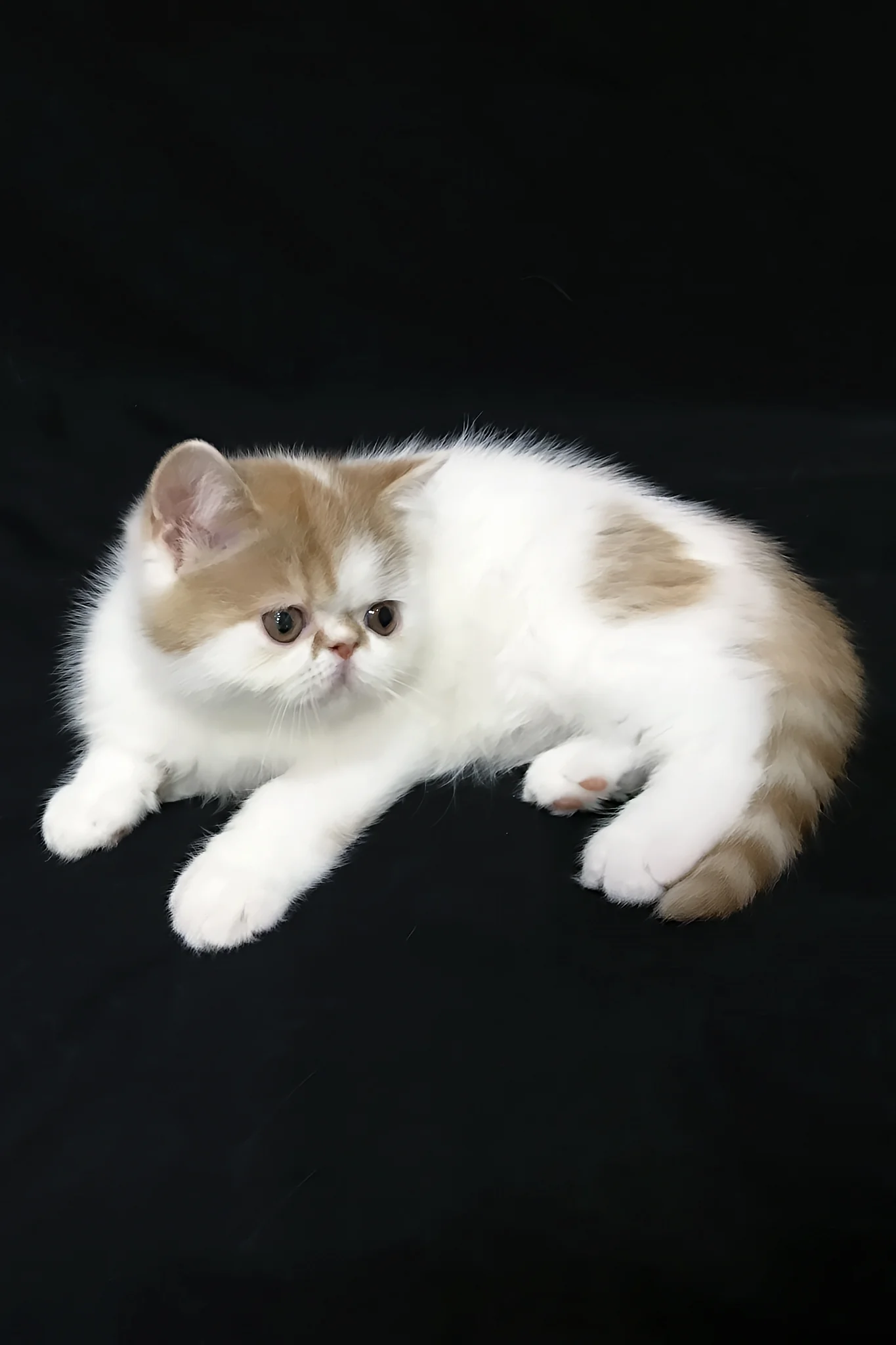 Jedi | Exotic Shorthair Kitten - Image 4