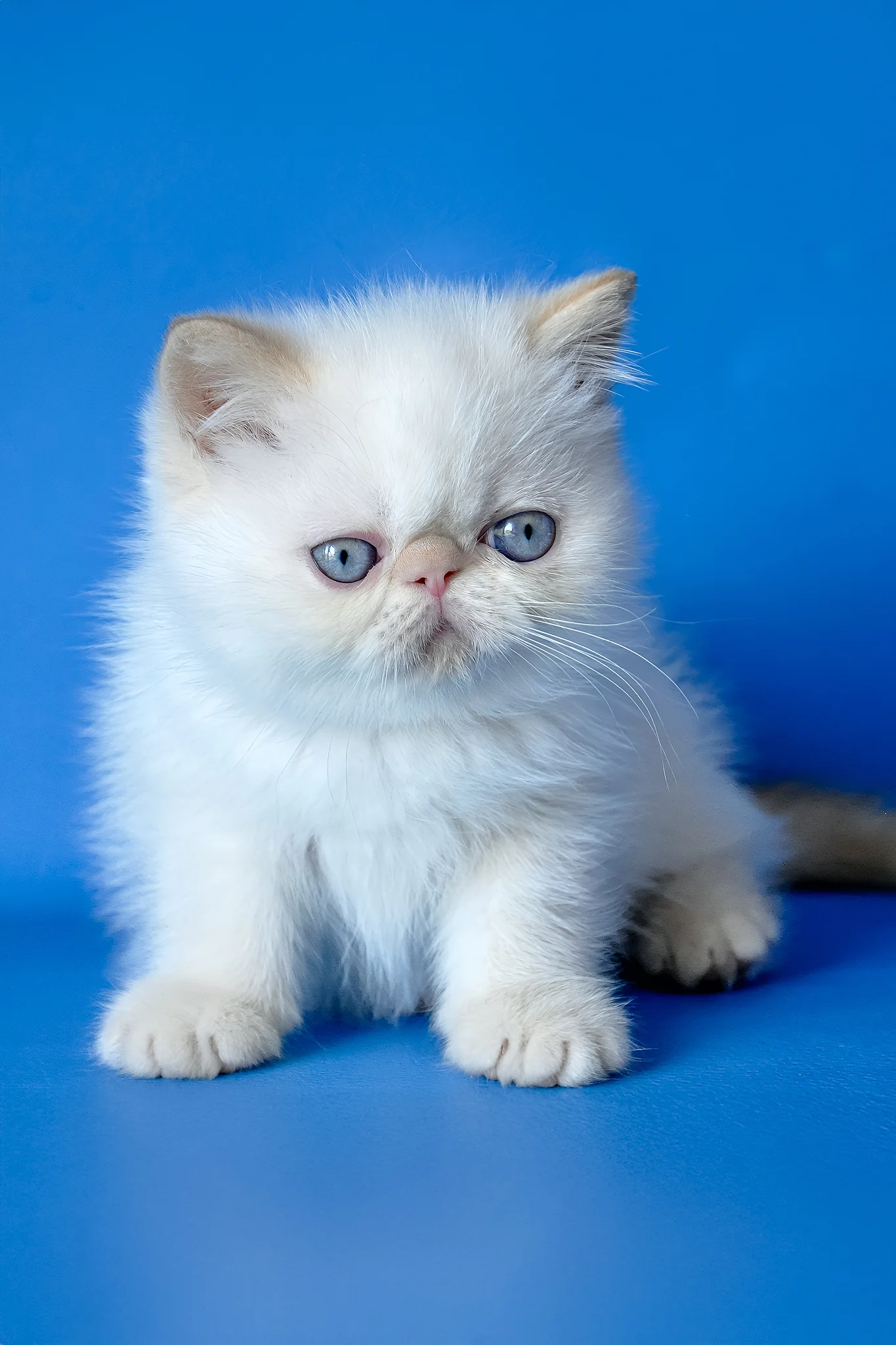 Lucas | Exotic Shorthair Kitten - Image 2