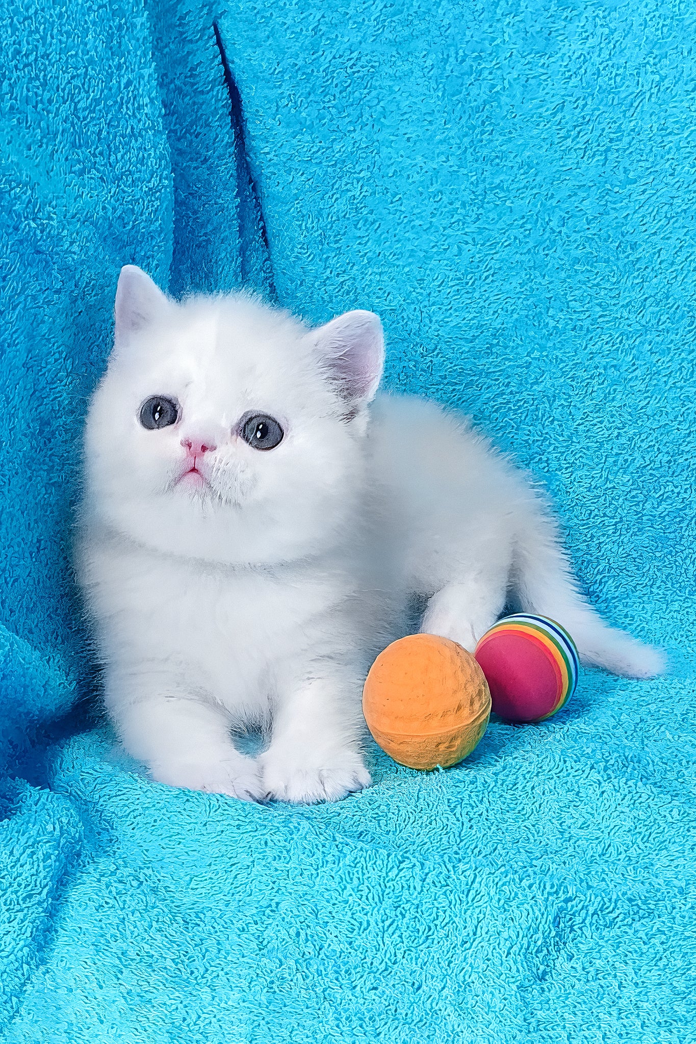 Mimino | Exotic Shorthair Kitten - Image 5