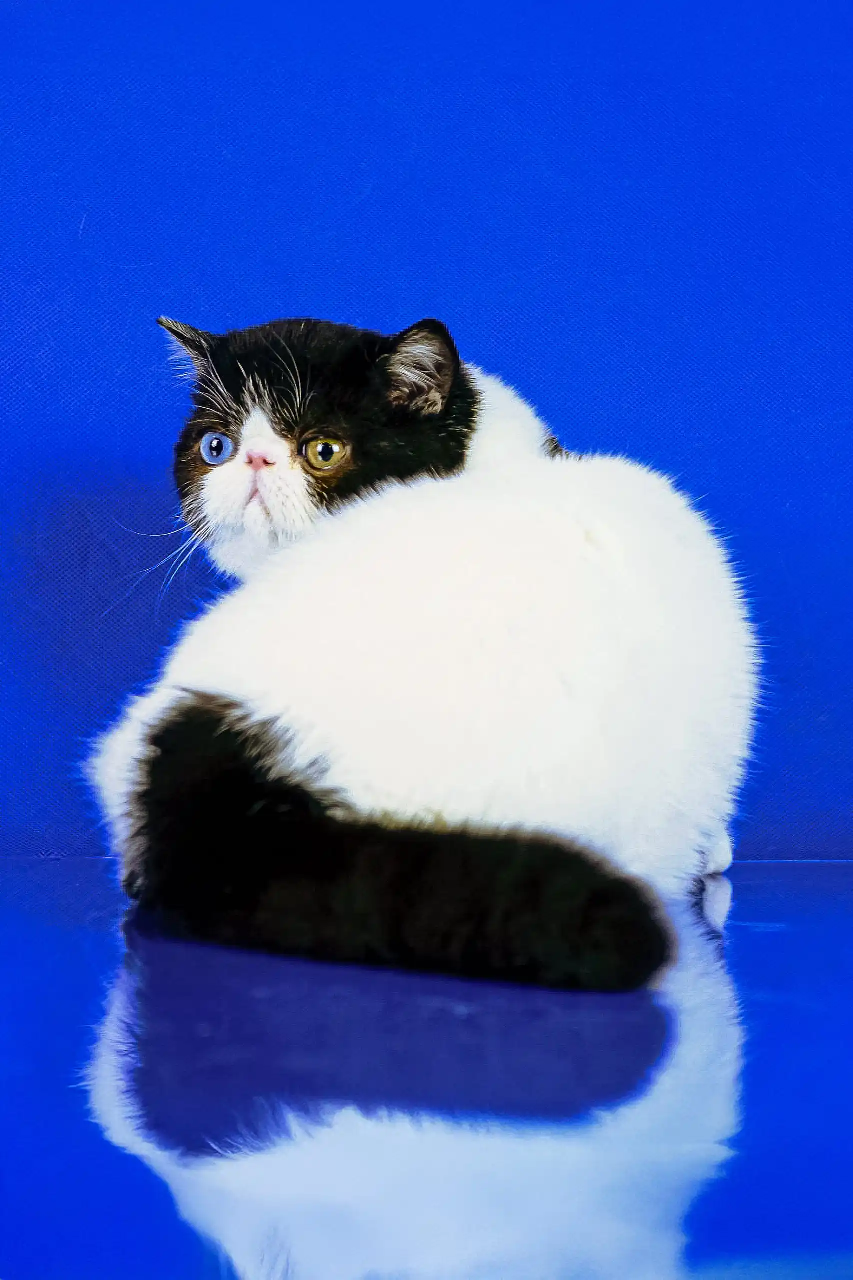 Valentino | Exotic Shorthair Kitten - Image 5