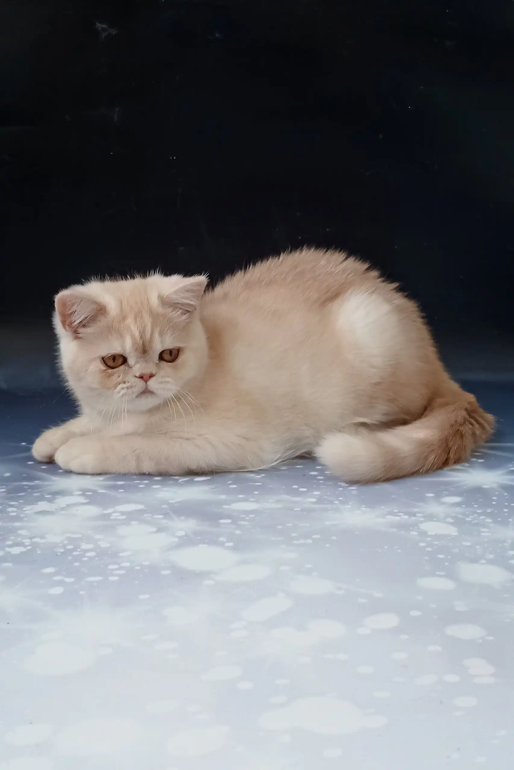 Varlam | Exotic Shorthair Kitten - Image 7