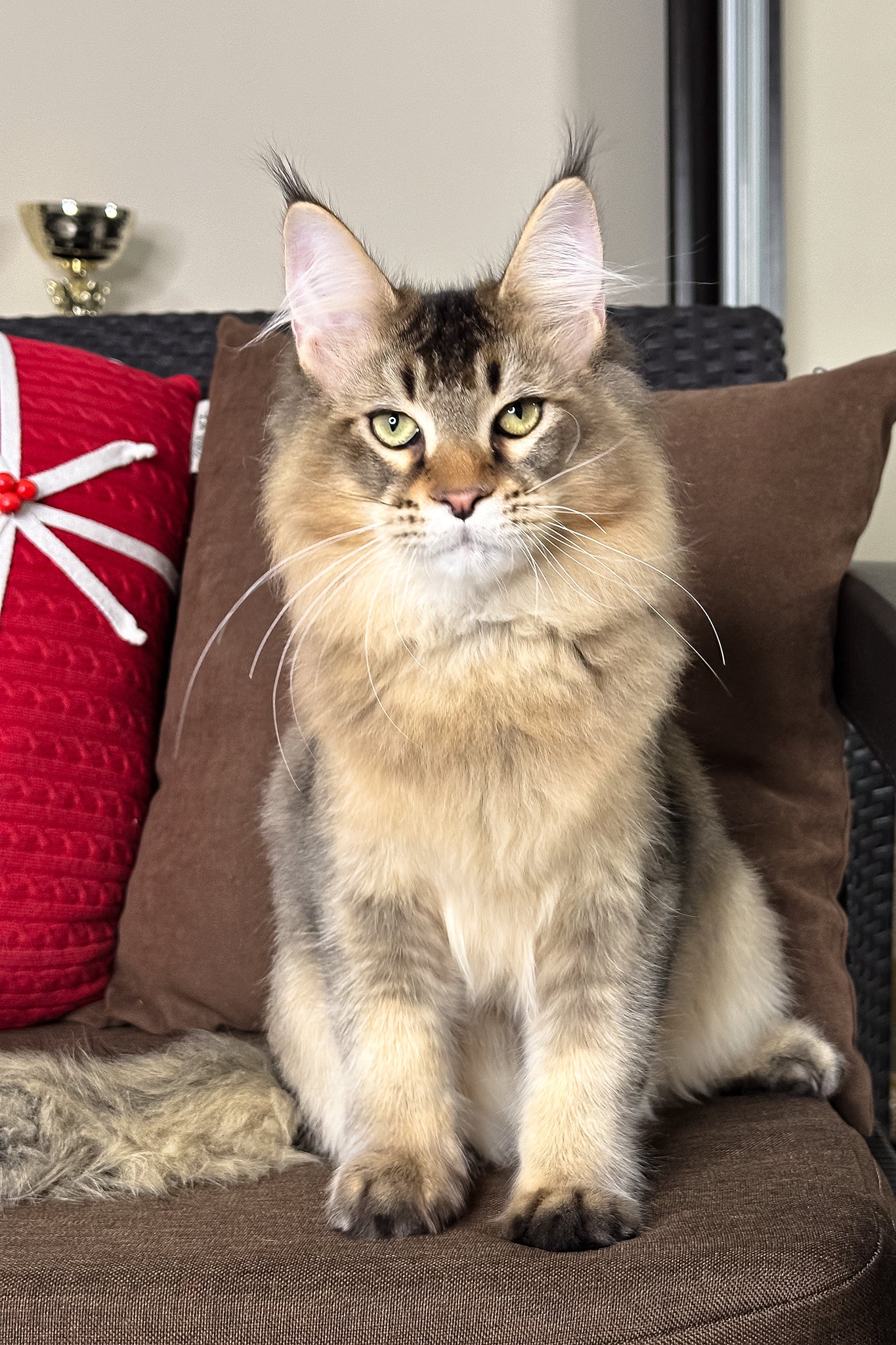 Casper | Golden Maine Coon Kitten - Image 2