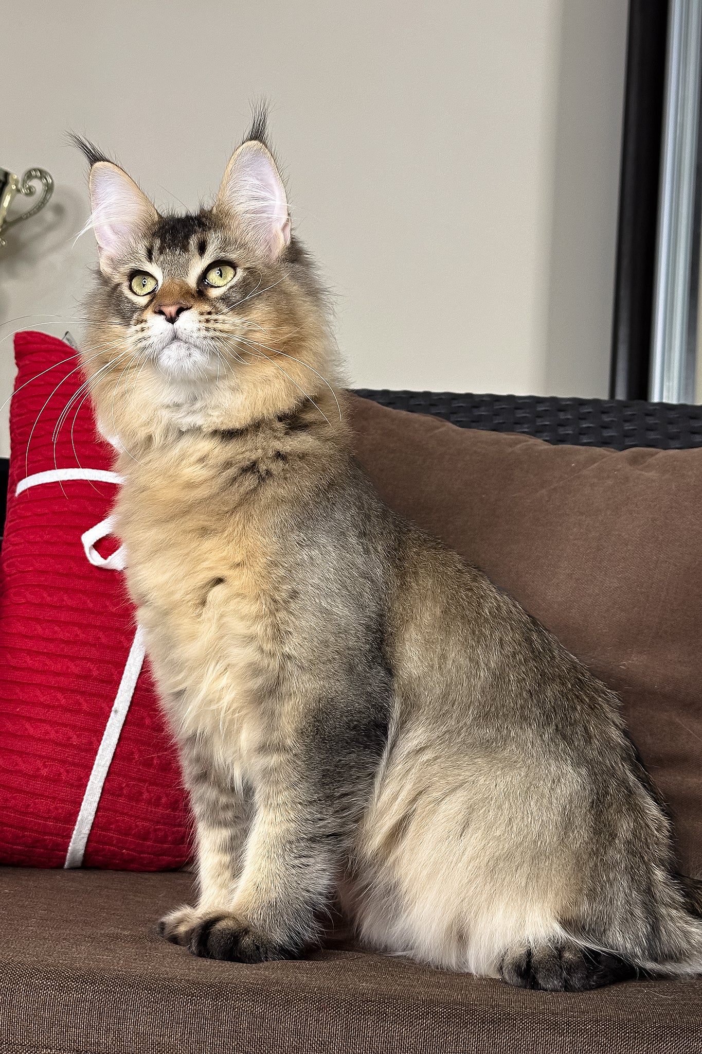 Casper | Golden Maine Coon Kitten - Image 3