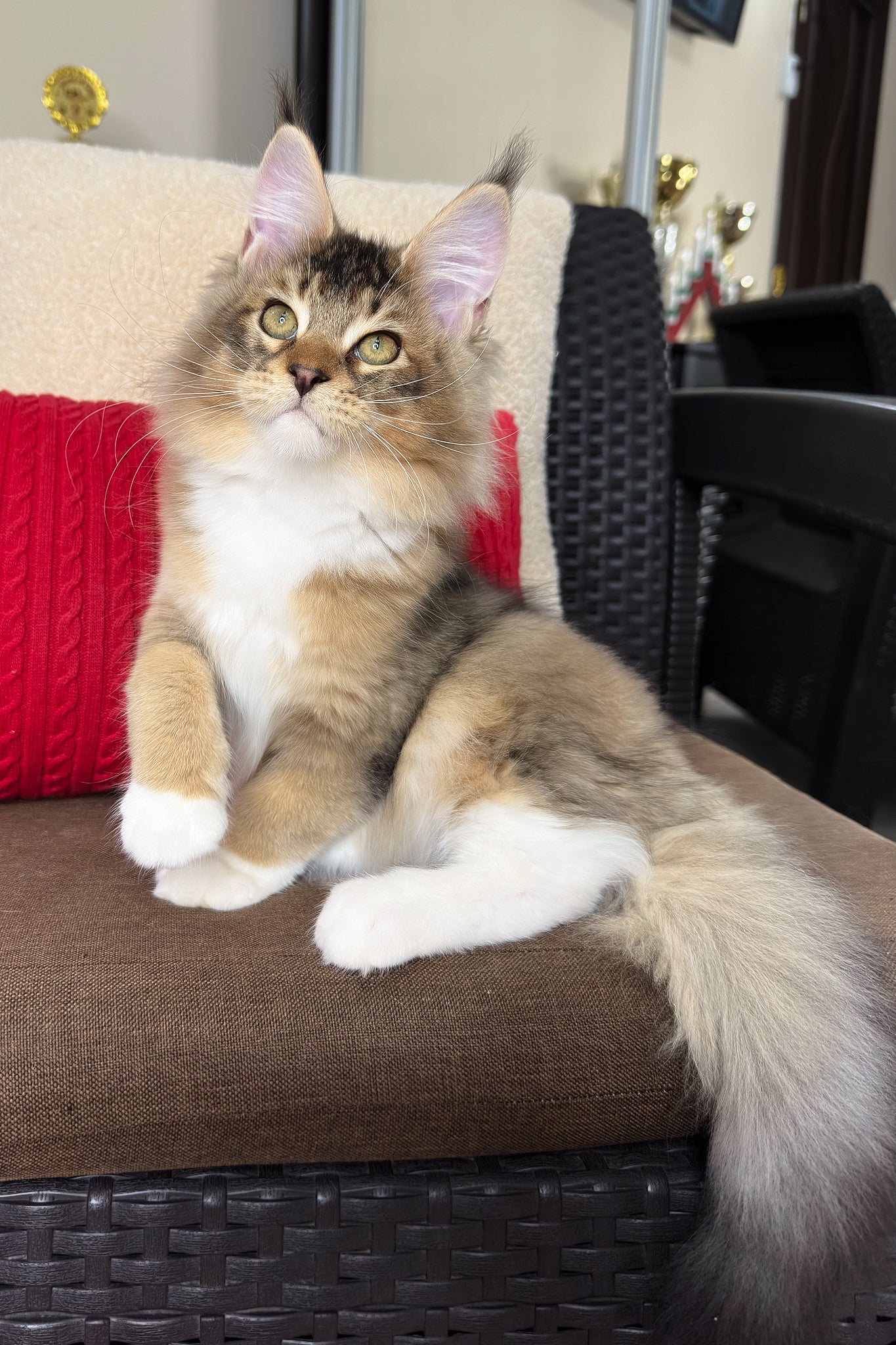 Falcon | Golden Maine Coon Kitten - Image 5