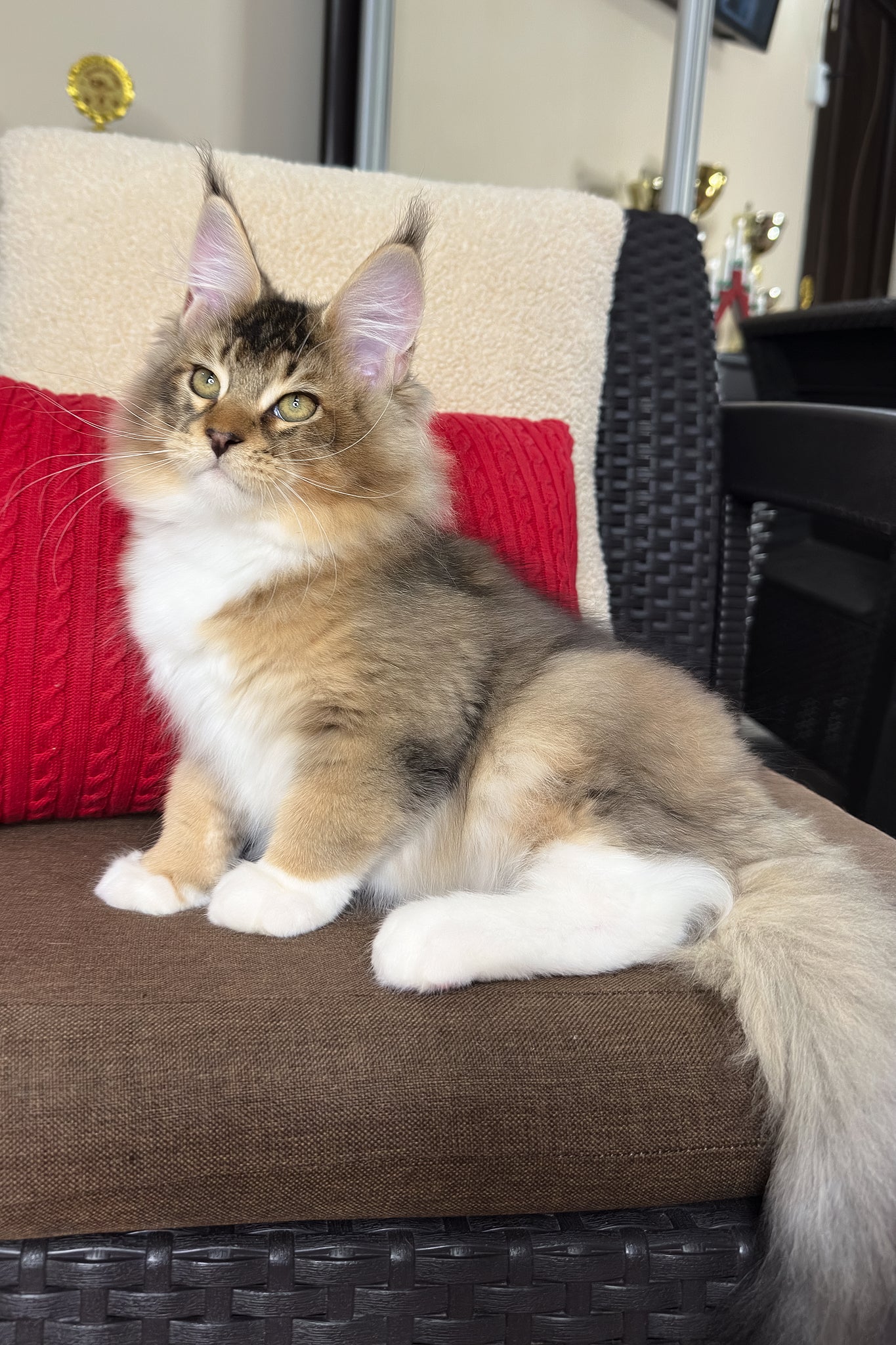 Falcon | Golden Maine Coon Kitten - Image 6