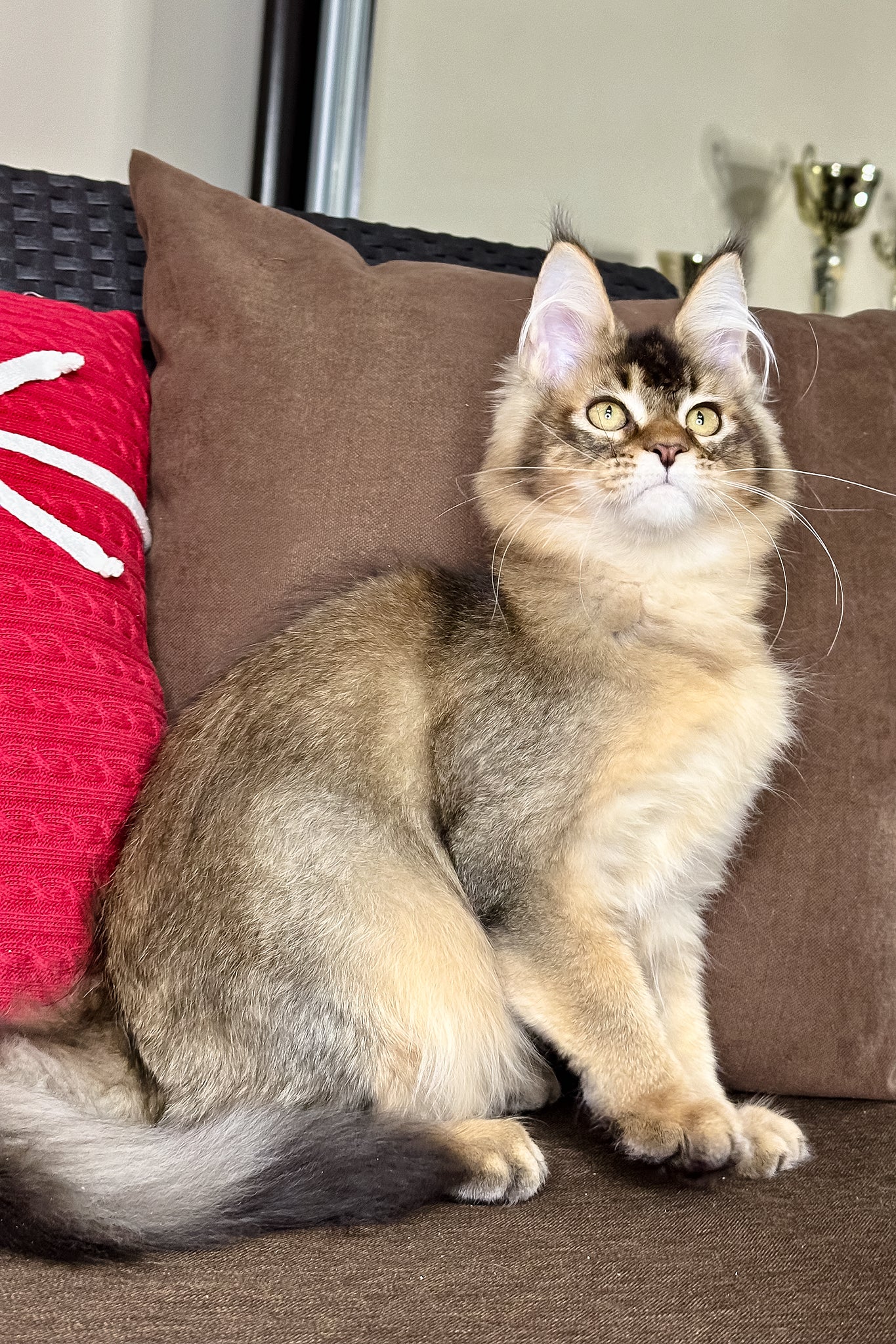 Franklin | Golden Maine Coon Kitten - Image 2