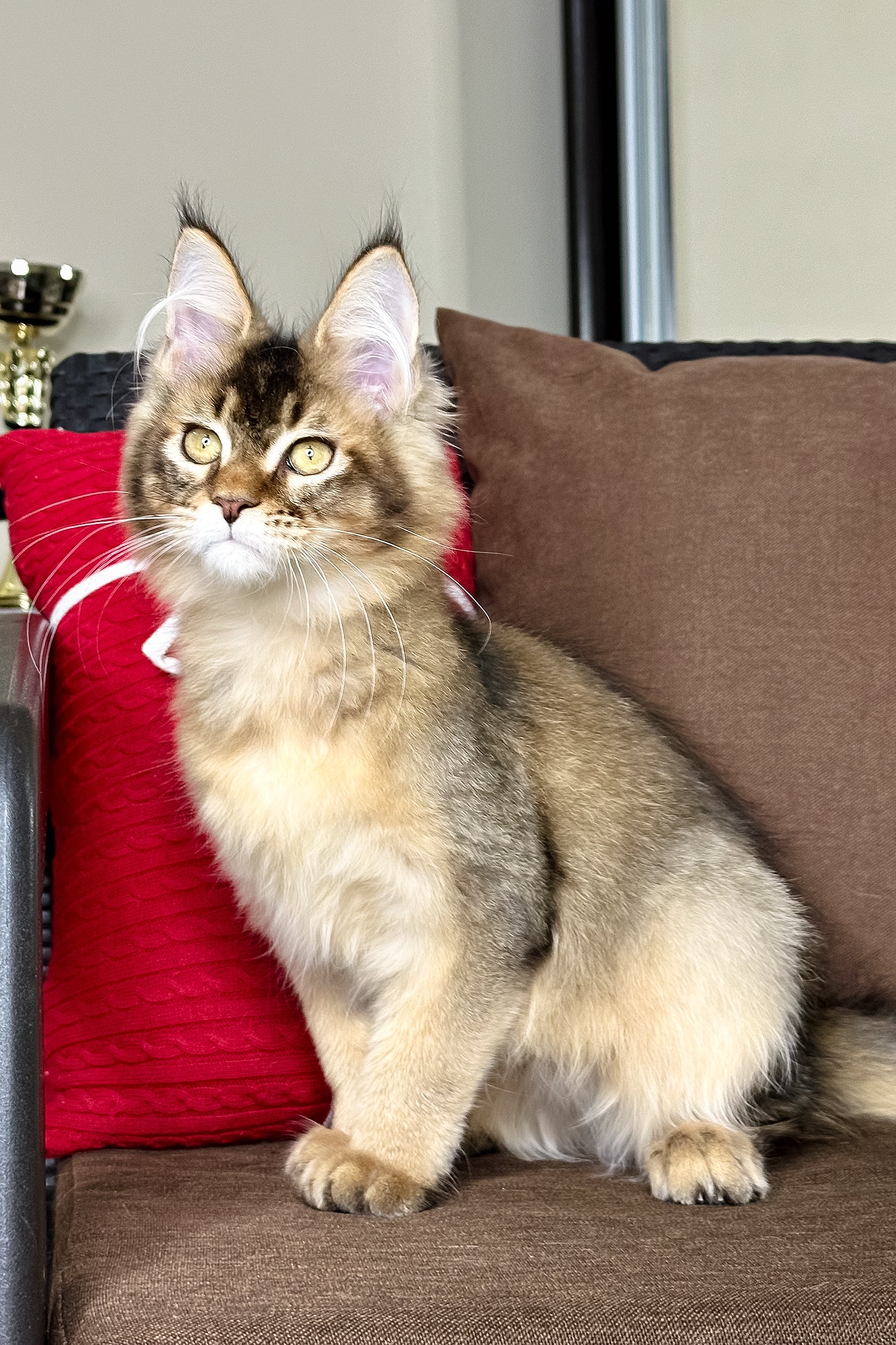 Franklin | Golden Maine Coon Kitten - Image 3