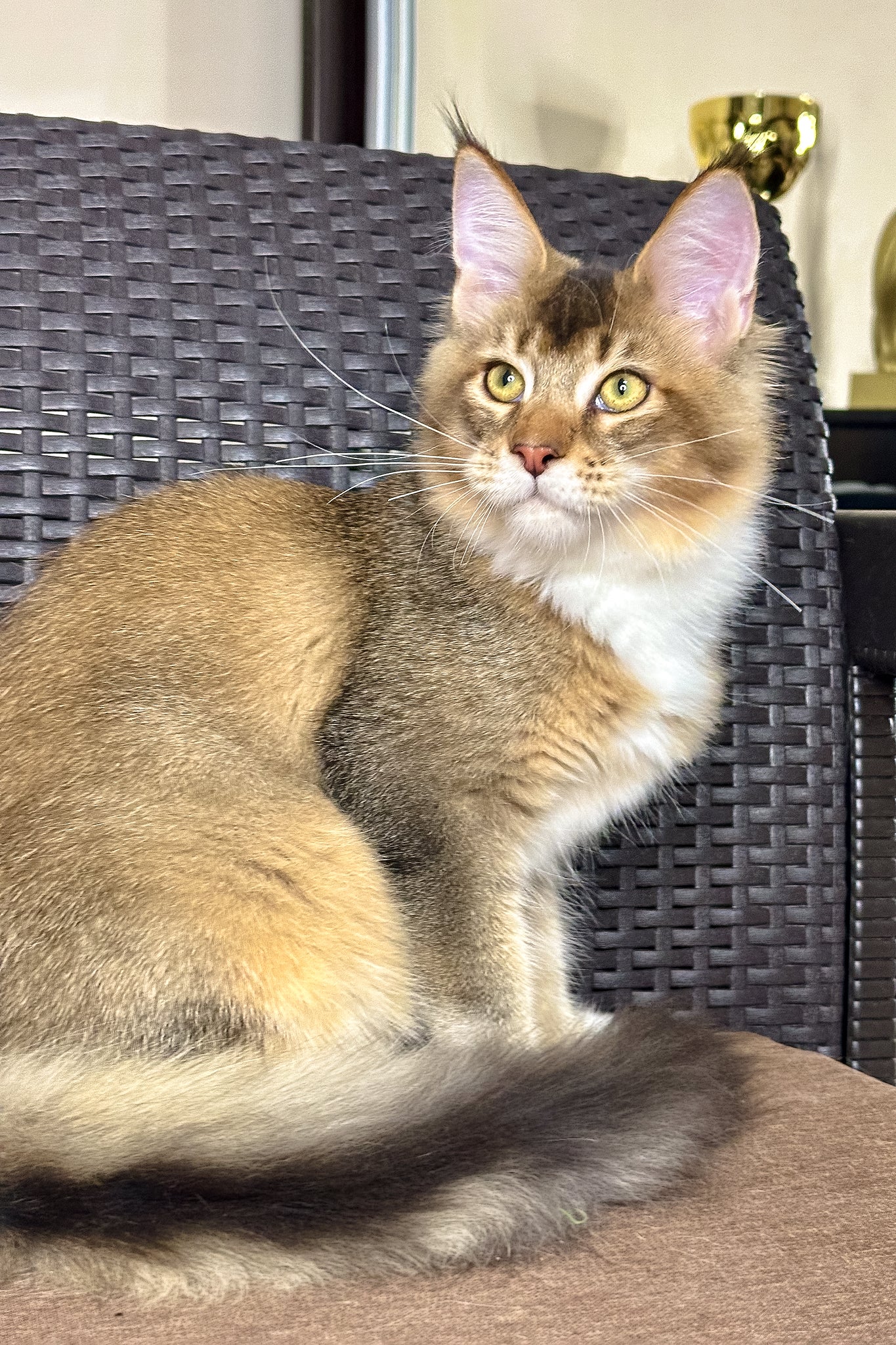 Iron | Golden Maine Coon Kitten - Image 3