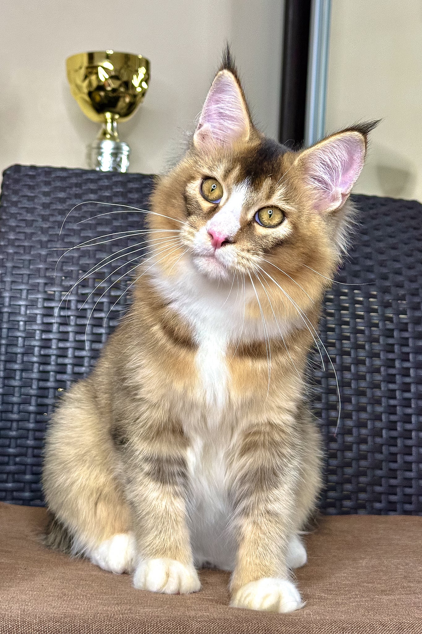 Ivory | Golden Maine Coon Kitten - Image 5