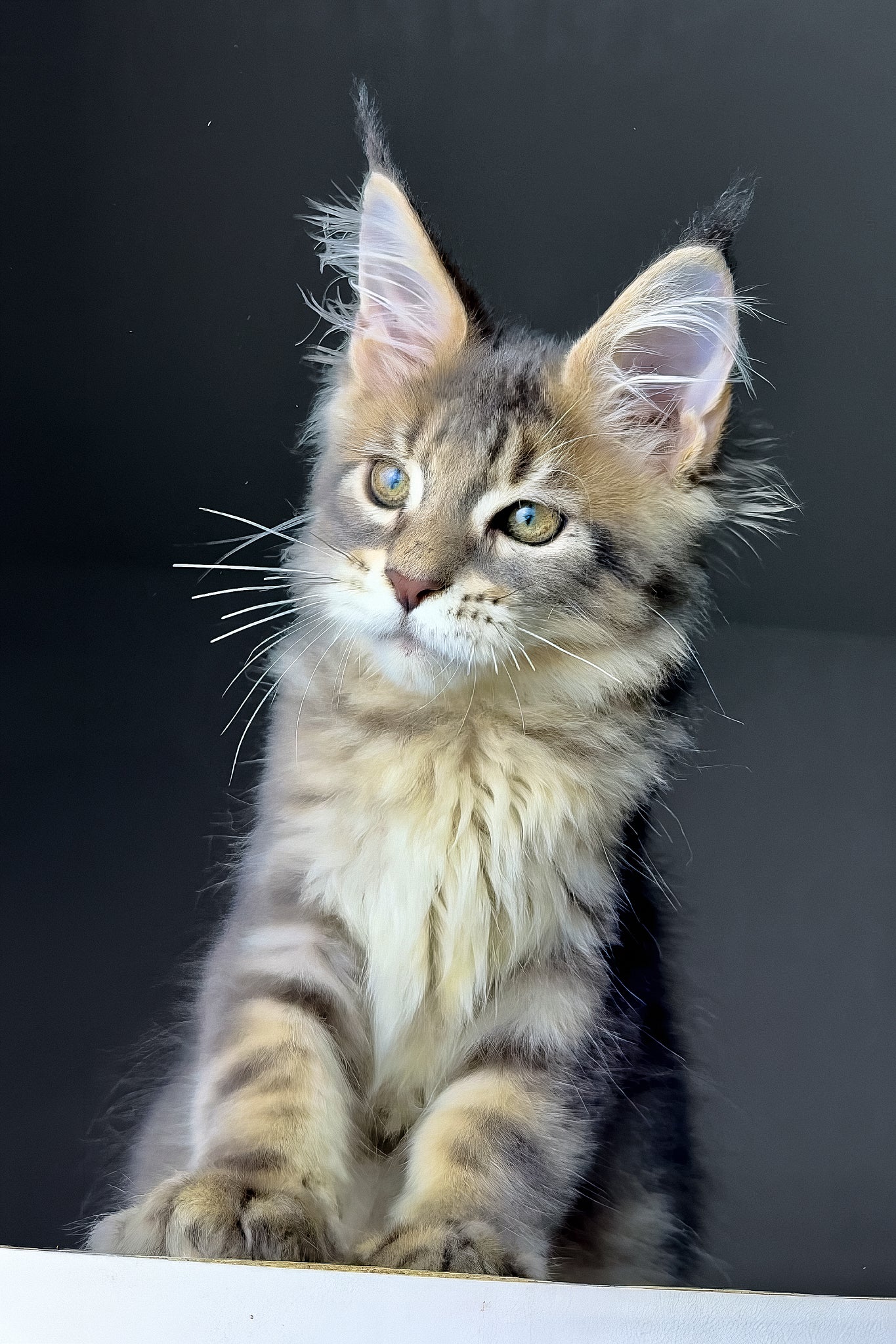 Rich | Golden Maine Coon Kitten - Image 7