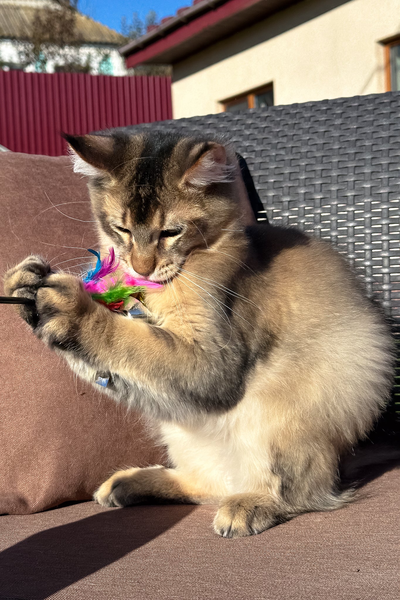 Sydney | Golden Maine Coon Kitten - Image 6