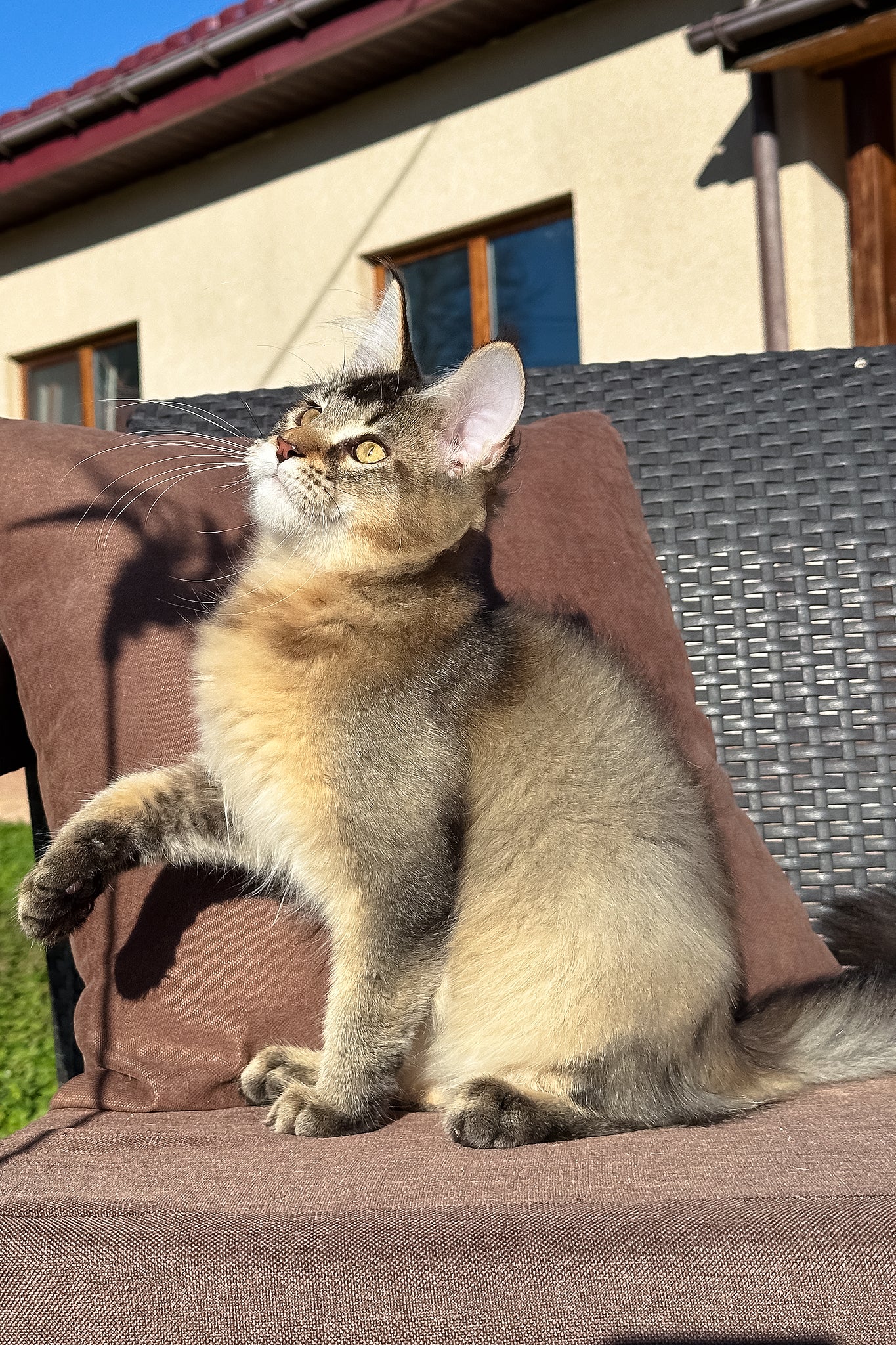 Tyson | Golden Maine Coon Kitten - Image 5