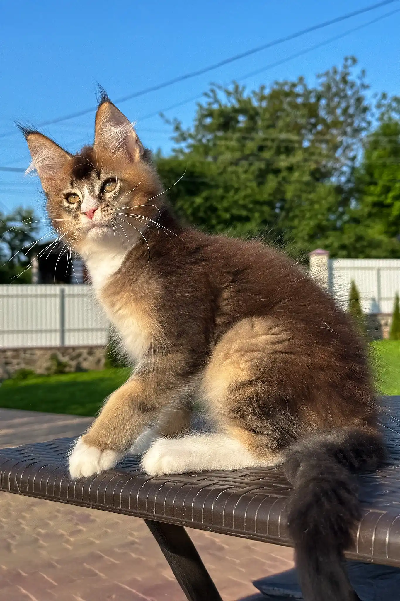 Vivaldi | Golden Maine Coon Kitten - Image 5