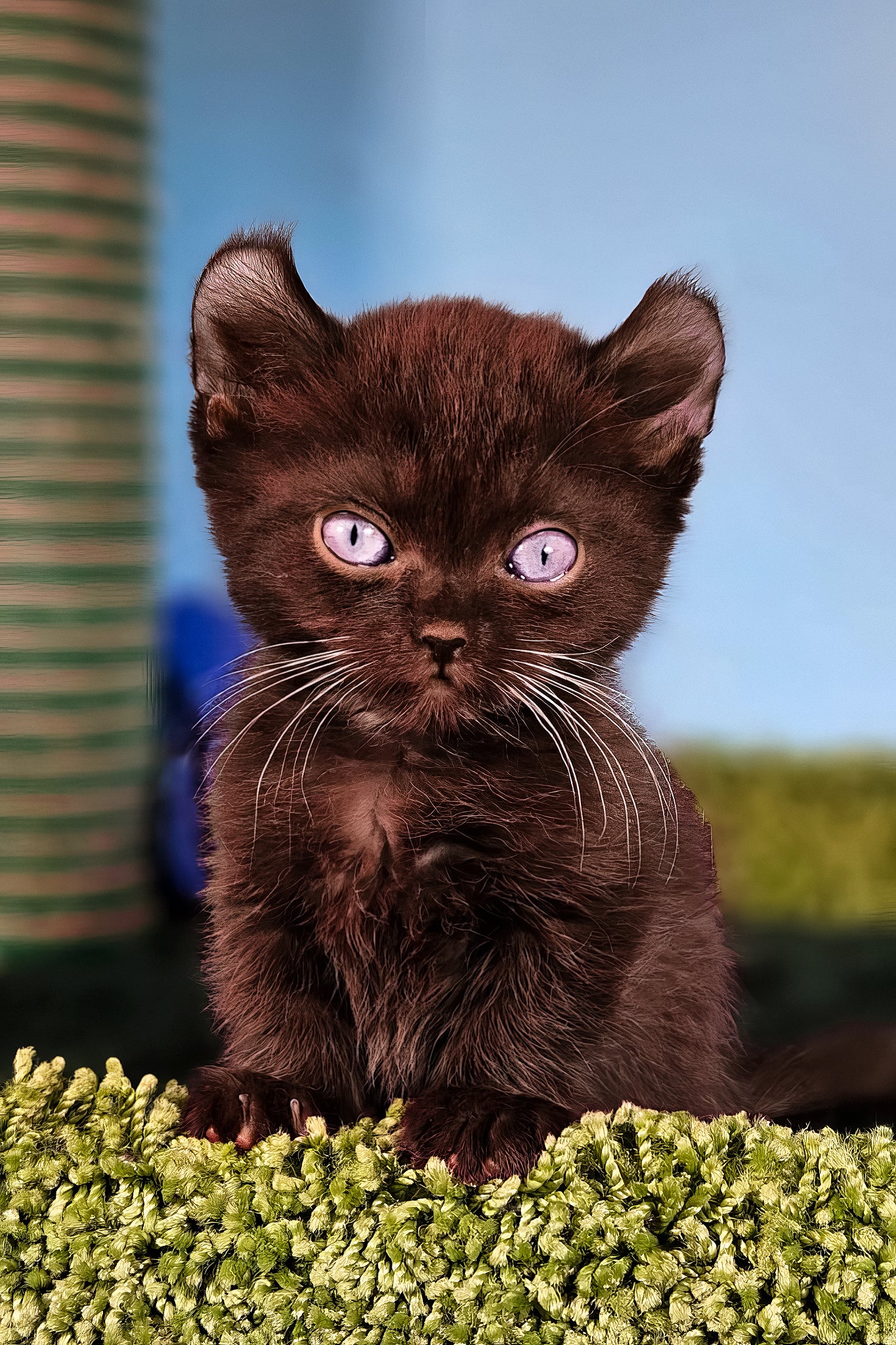 Sebastian | Kinkalow Kitten - Image 2