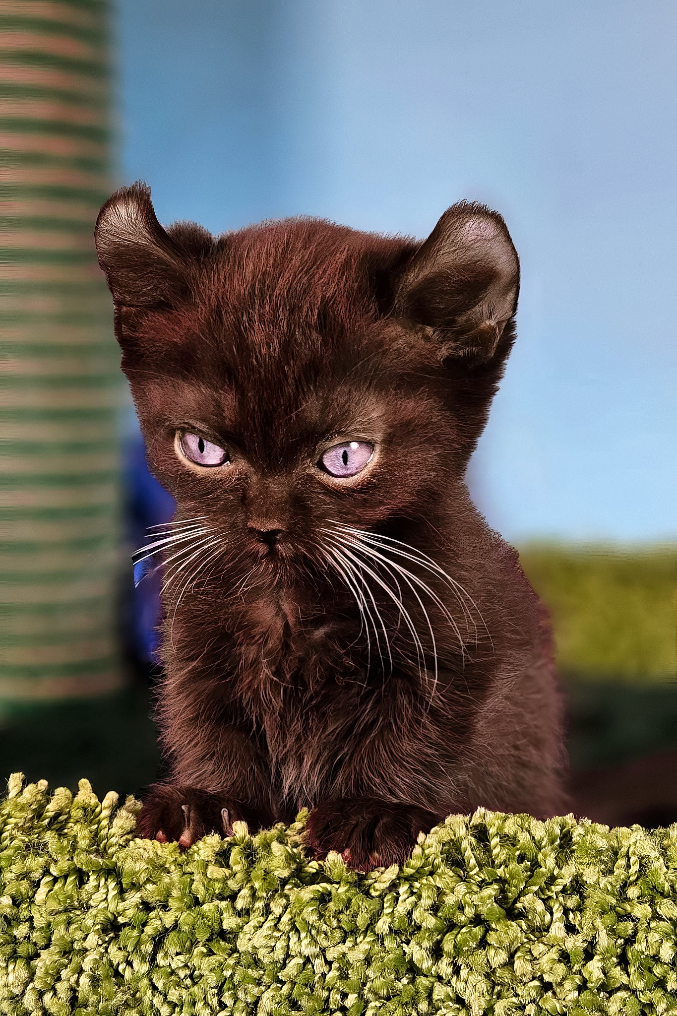 Sebastian | Kinkalow Kitten - Image 4