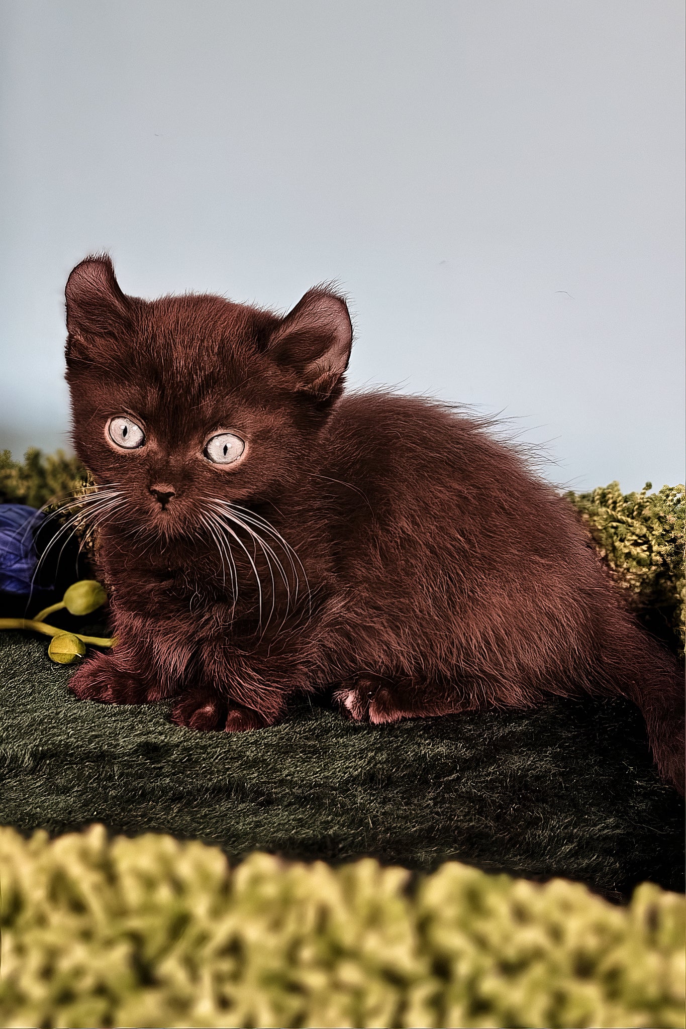 Sebastian | Kinkalow Kitten - Image 5
