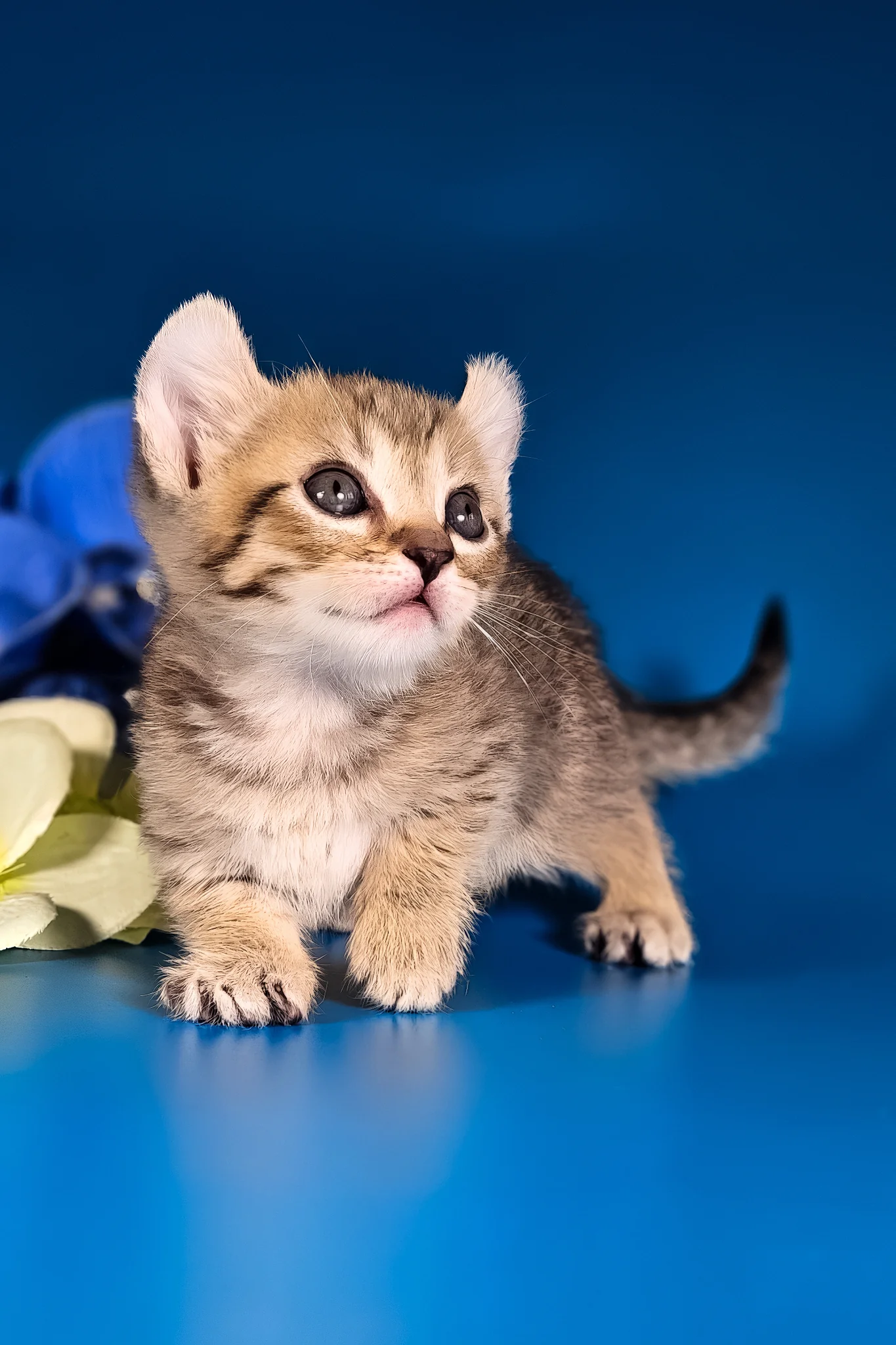 Vivaldi | Kinkalow Kitten - Image 2