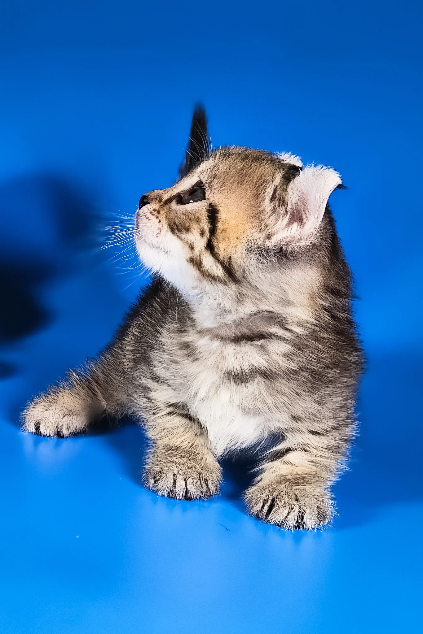 Vivian | Kinkalow Kitten - Image 3
