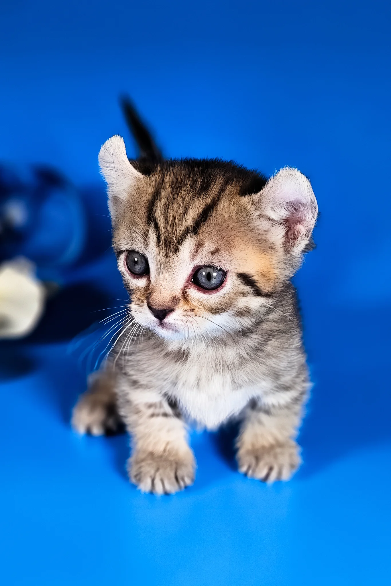 Vivian | Kinkalow Kitten - Image 5