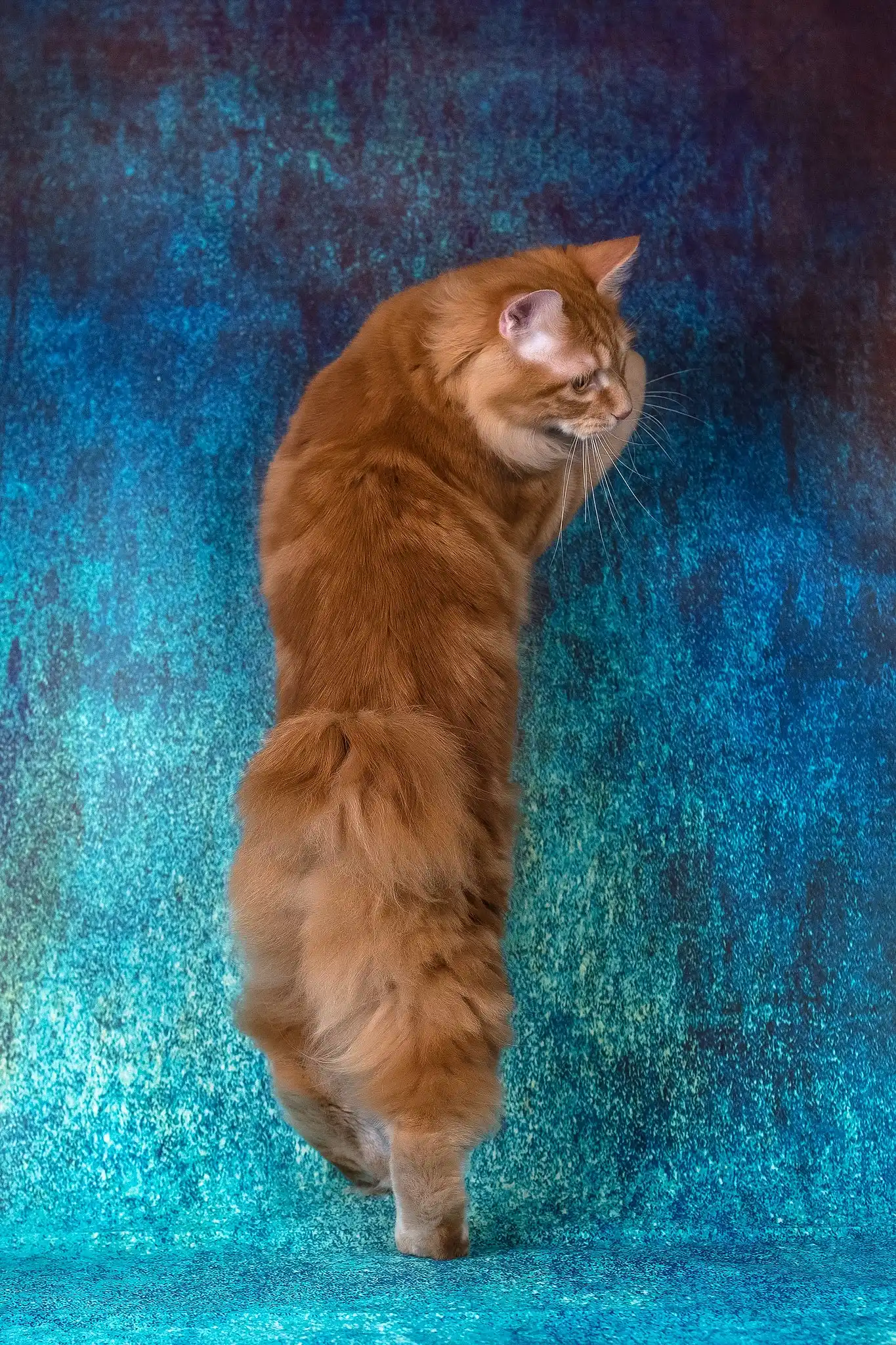 Playboy | Kurilian Bobtail Longhair Kitten - Image 11