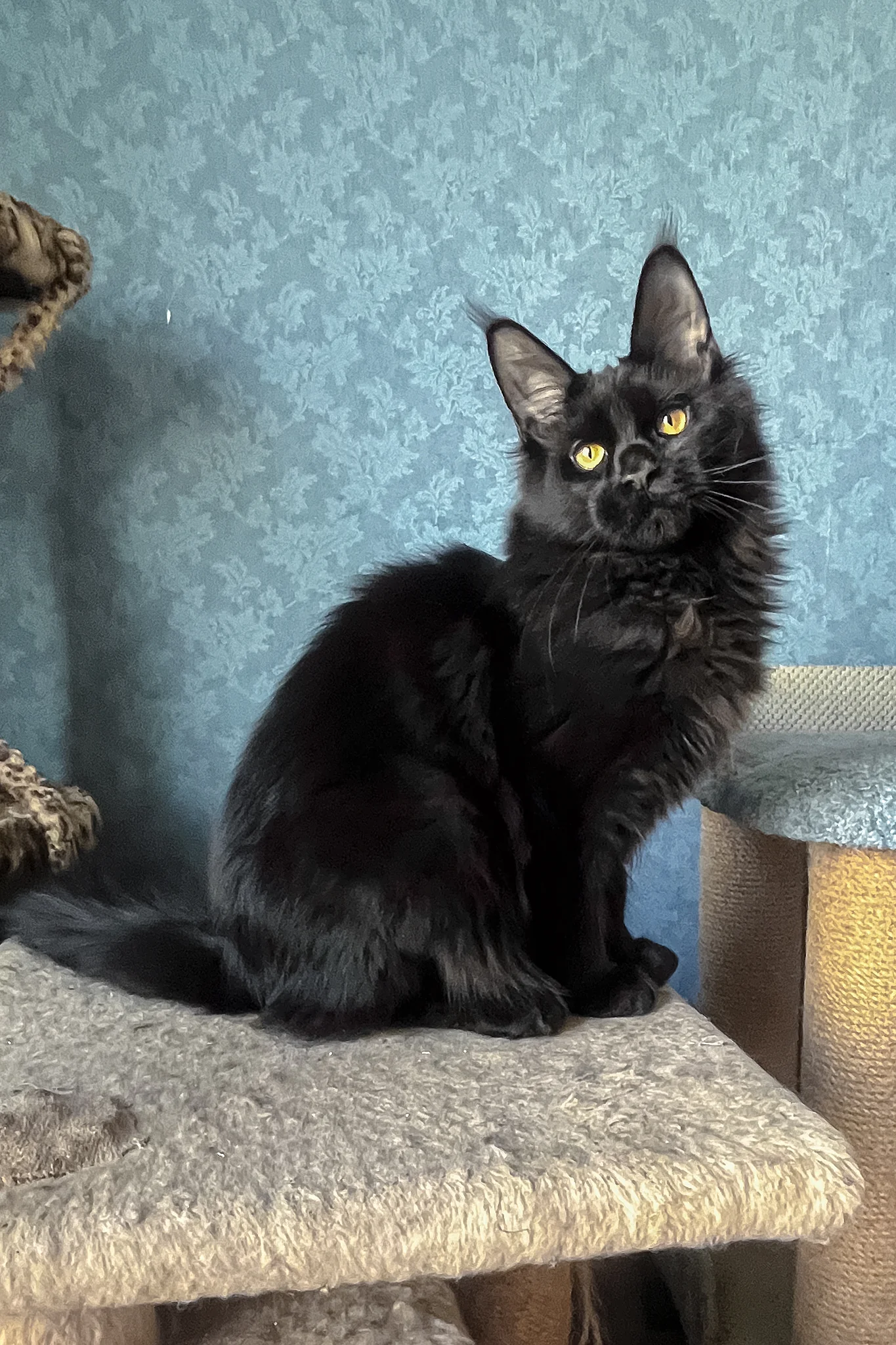 Agat | Maine Coon Kitten - Image 7