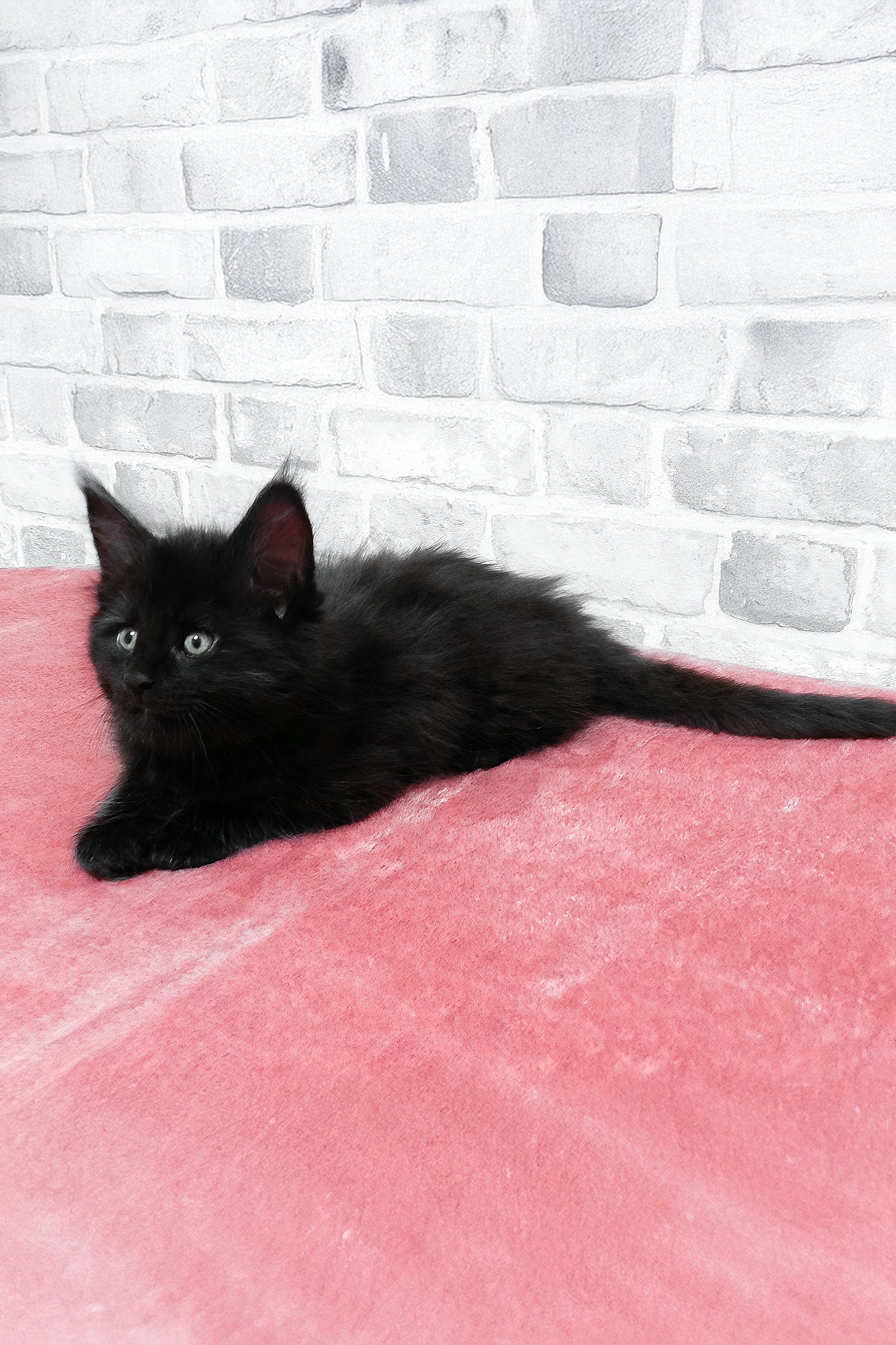 Agate | Maine Coon Kitten - Image 7