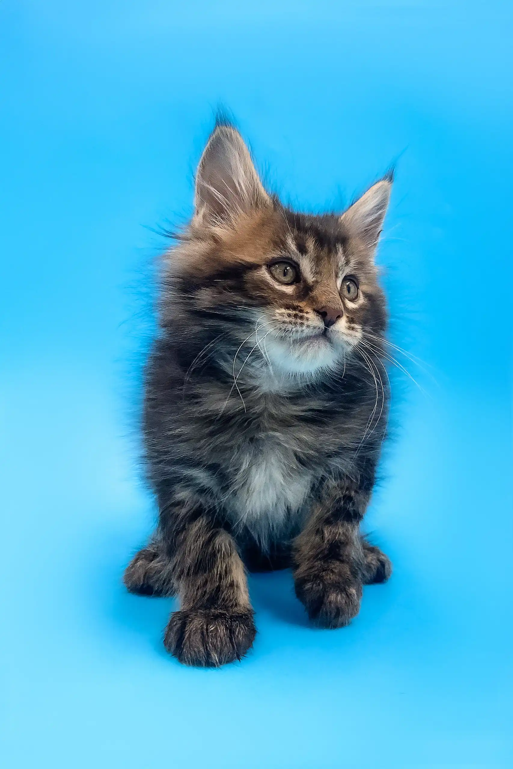 Alejandro | Maine Coon Kitten - Image 3