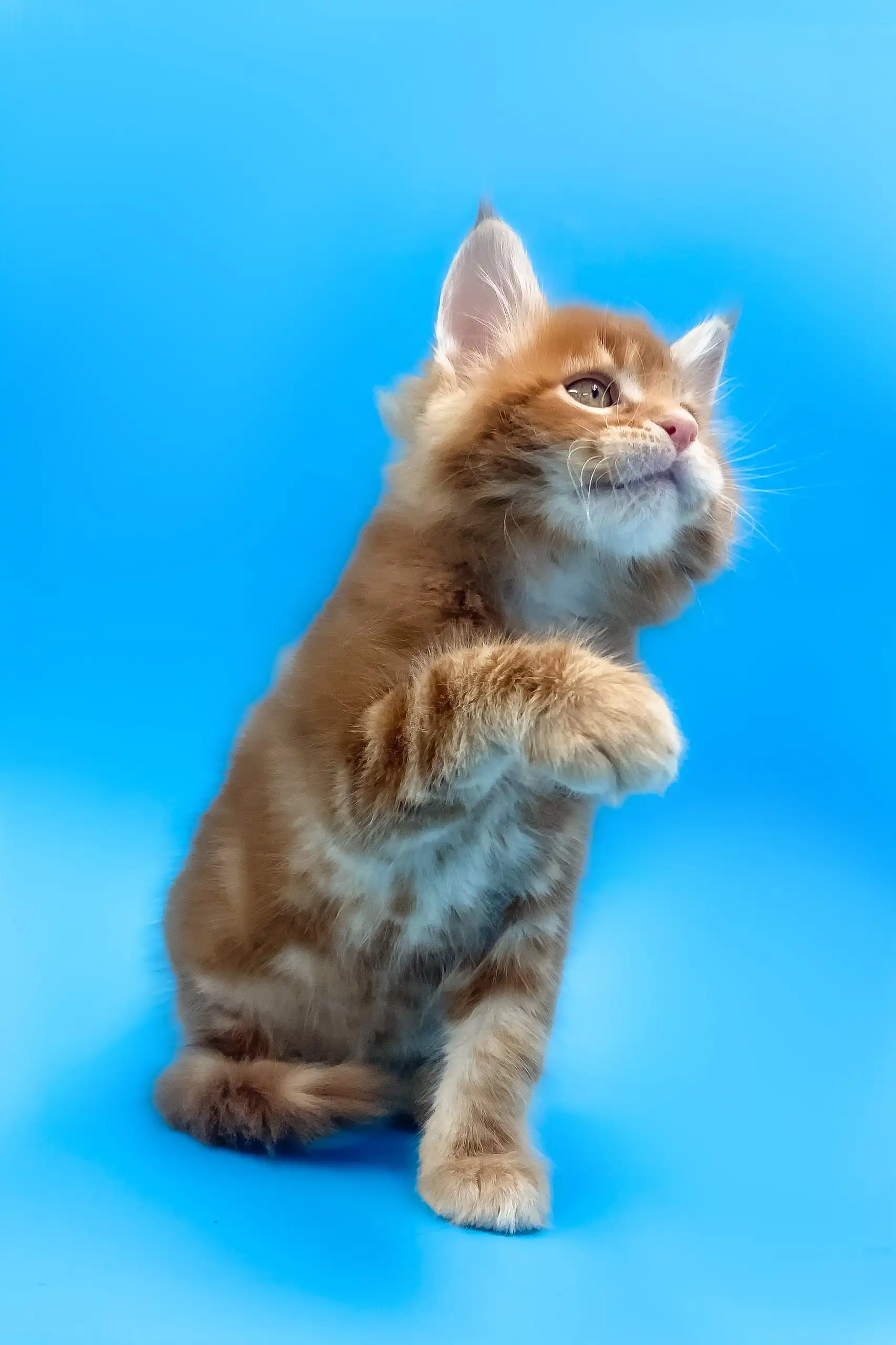Aleppo | Maine Coon Kitten - Image 4