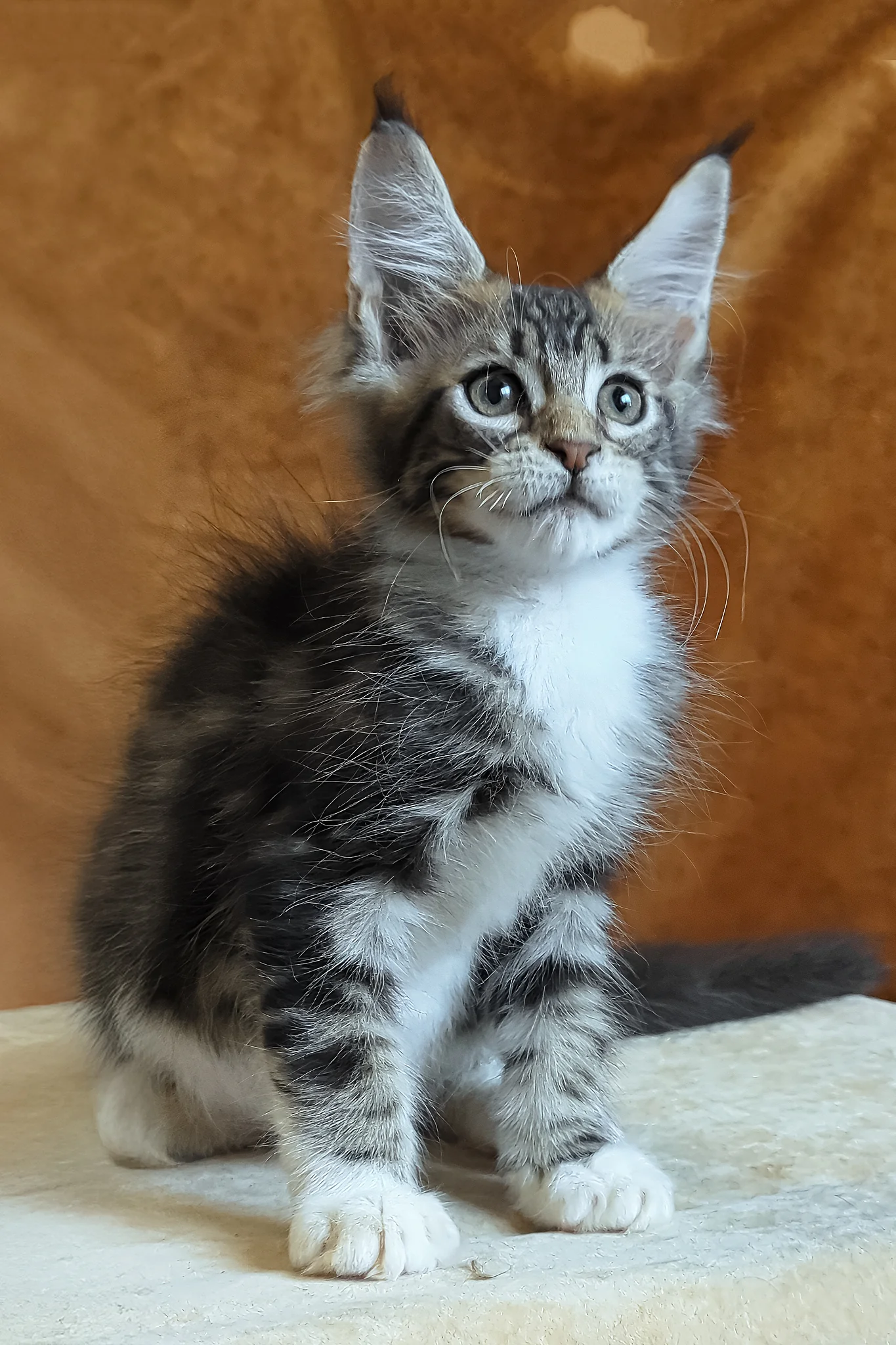 Andre | Maine Coon Kitten - Image 2