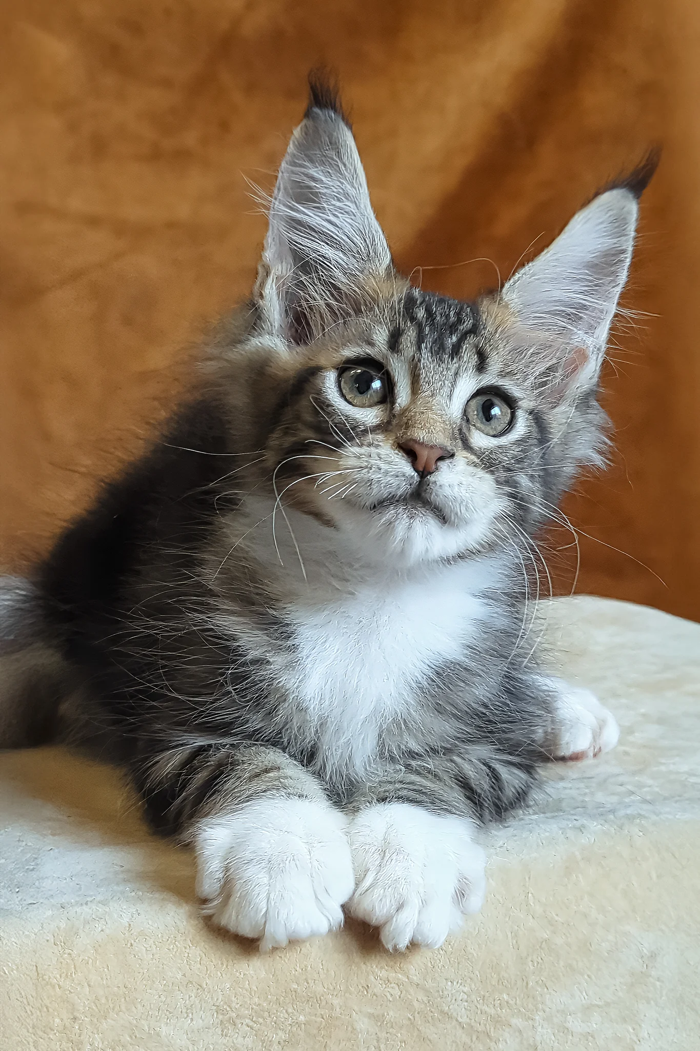 Andre | Maine Coon Kitten - Image 8