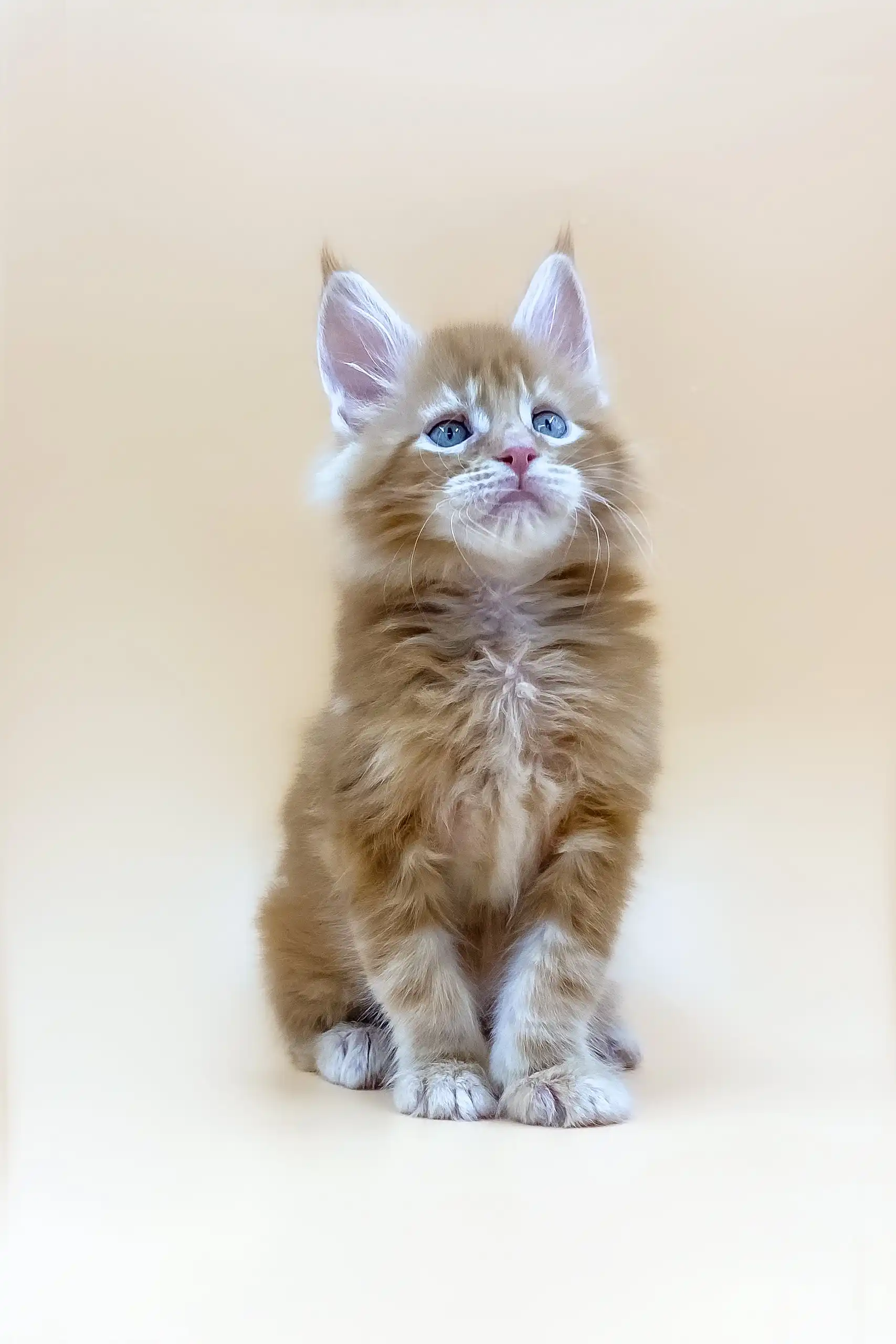 Apollo | Maine Coon Kitten - Image 2