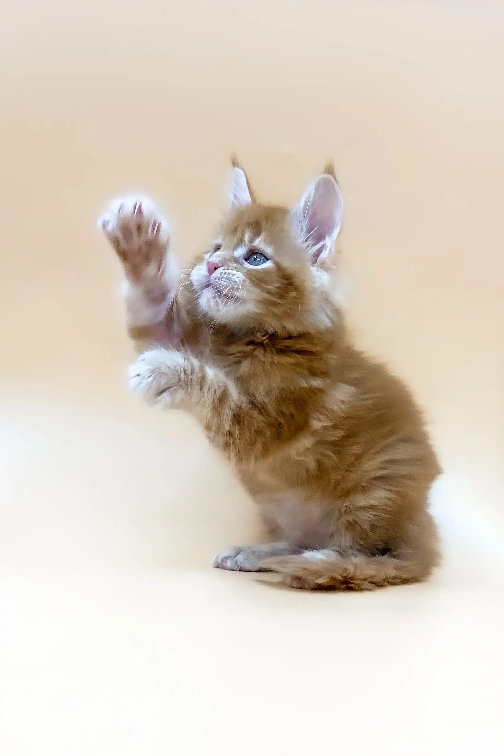 Apollo | Maine Coon Kitten - Image 3