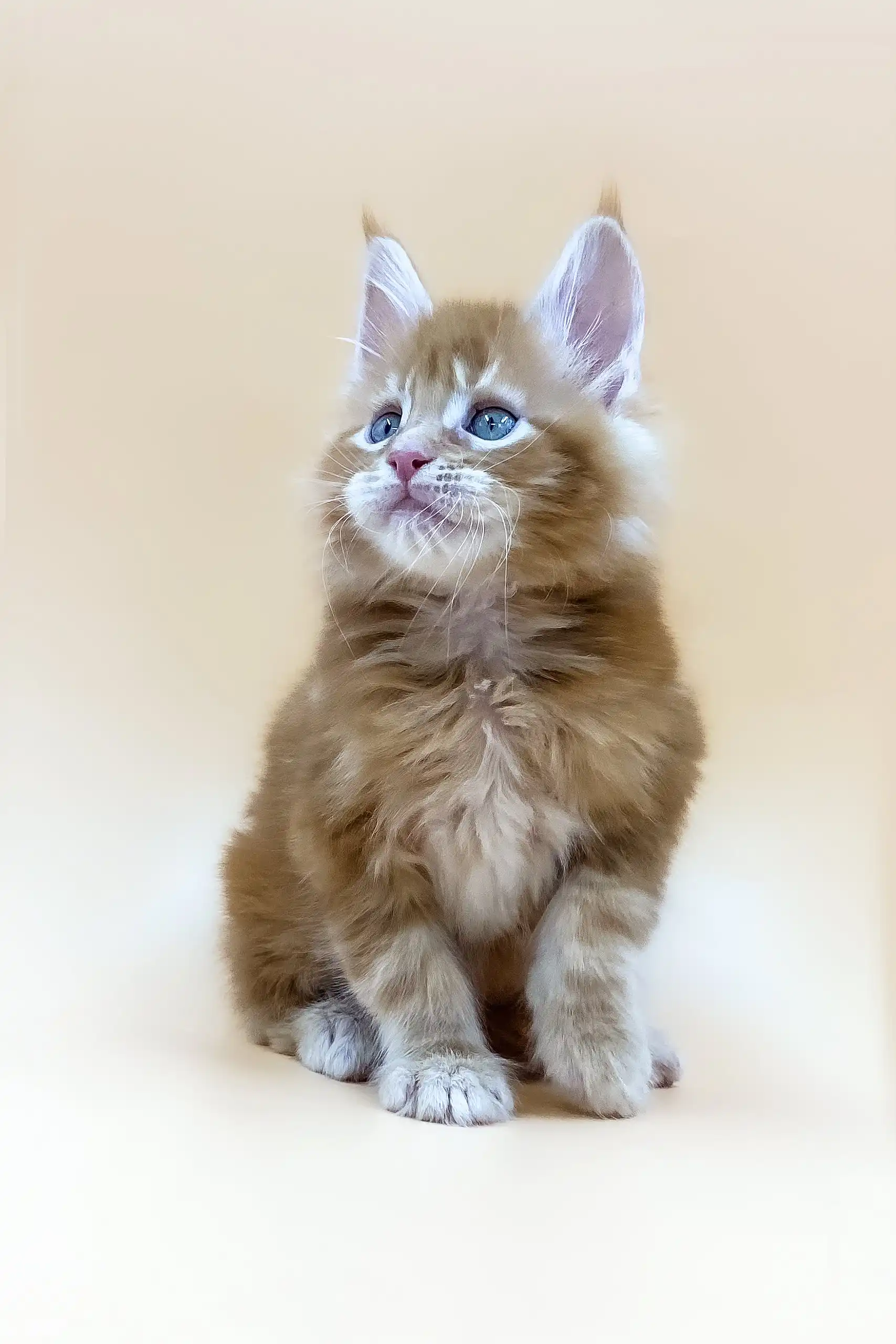 Apollo | Maine Coon Kitten - Image 5