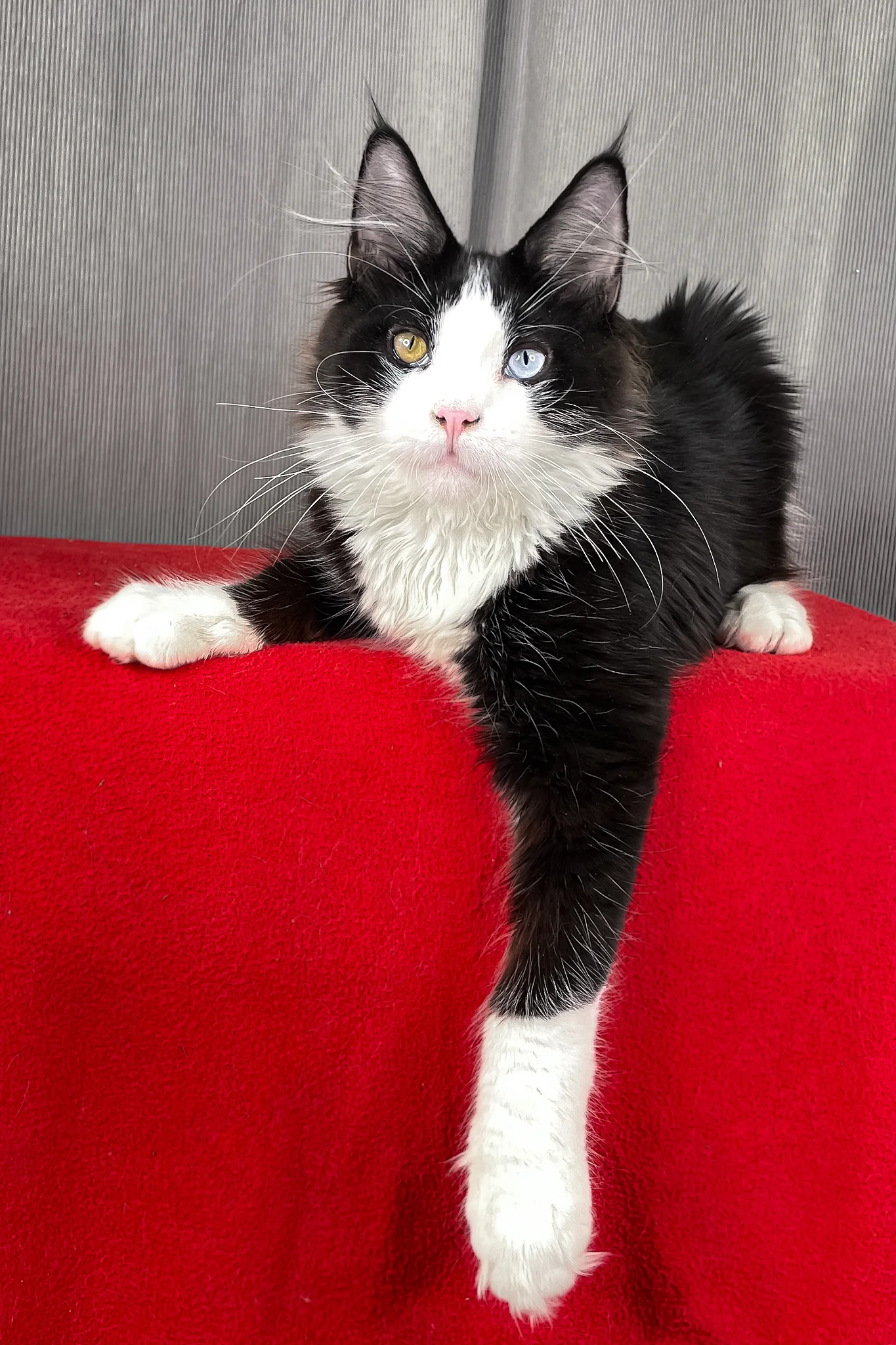 Apollo | Maine Coon Kitten - Image 6