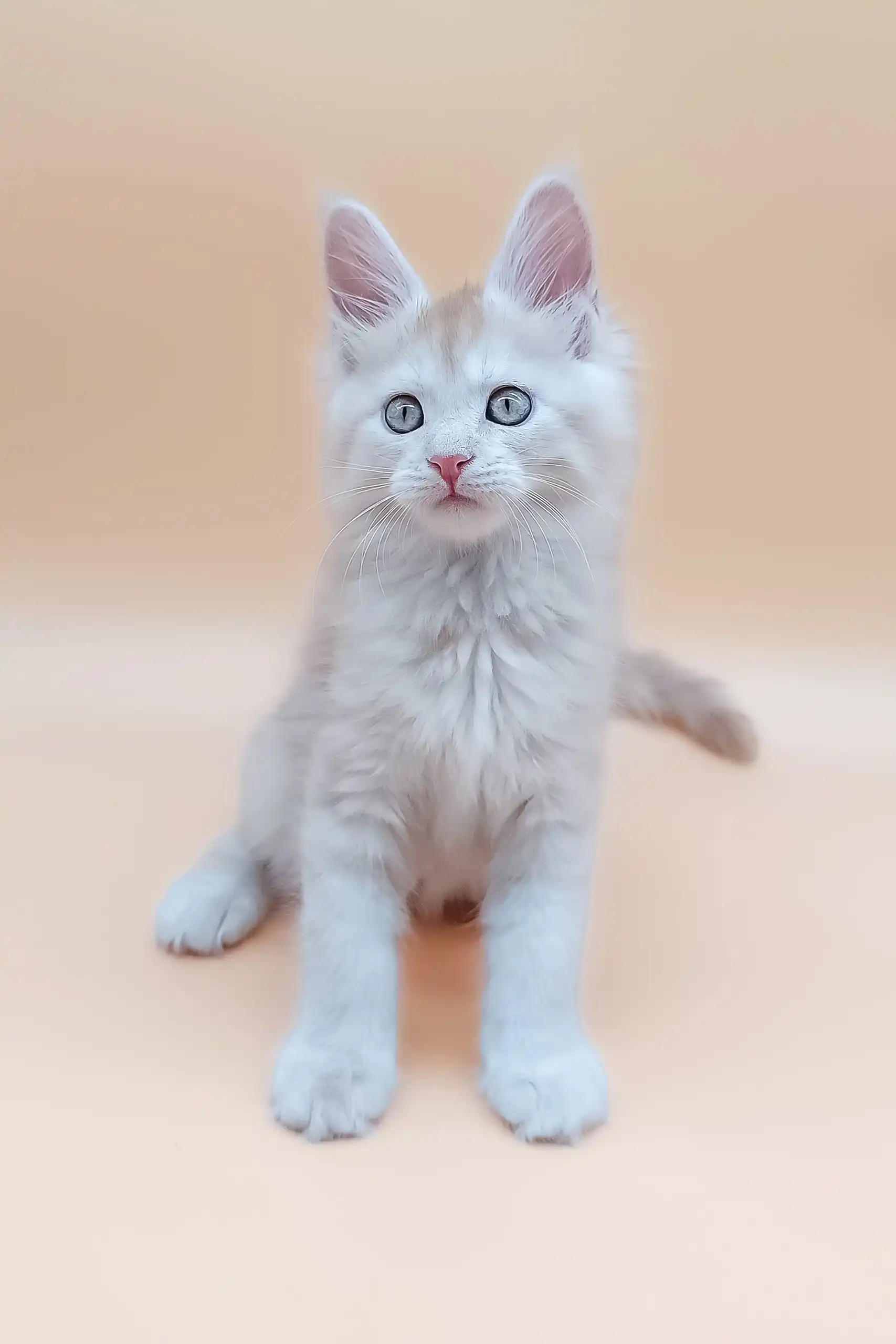 Aray | Maine Coon Kitten - Image 4