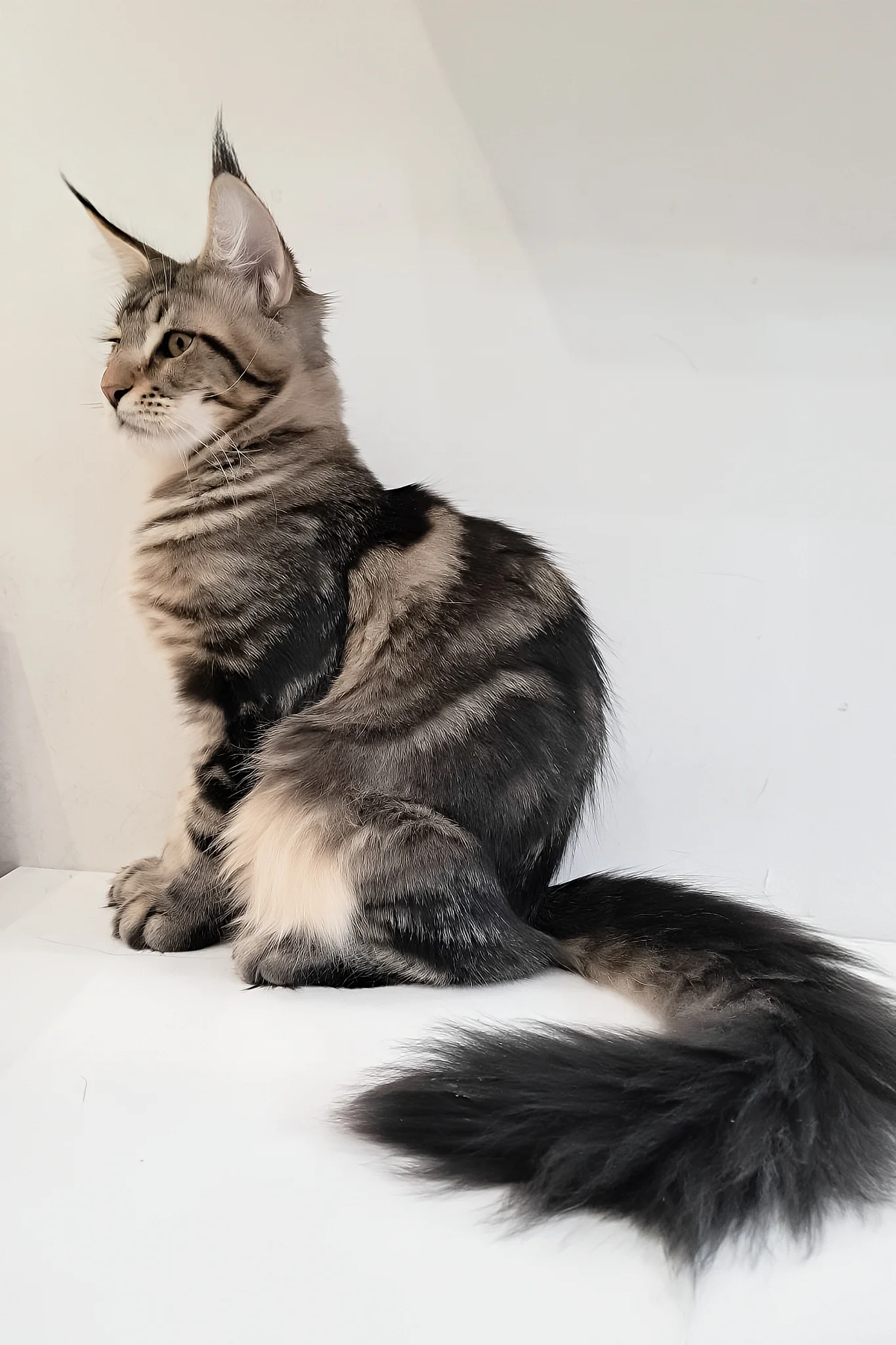 Archibald | Maine Coon Kitten - Image 5