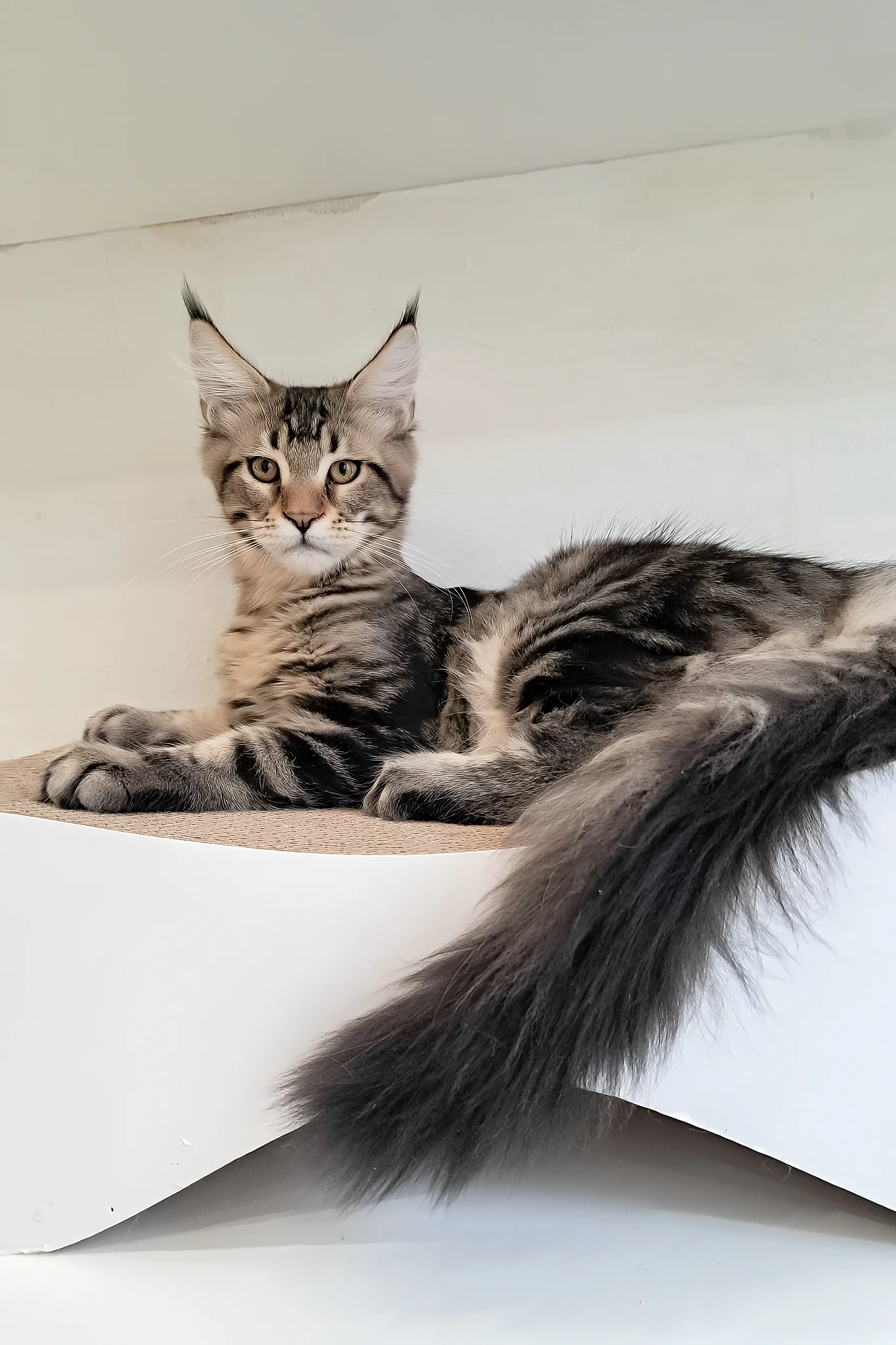 Archibald | Maine Coon Kitten - Image 7