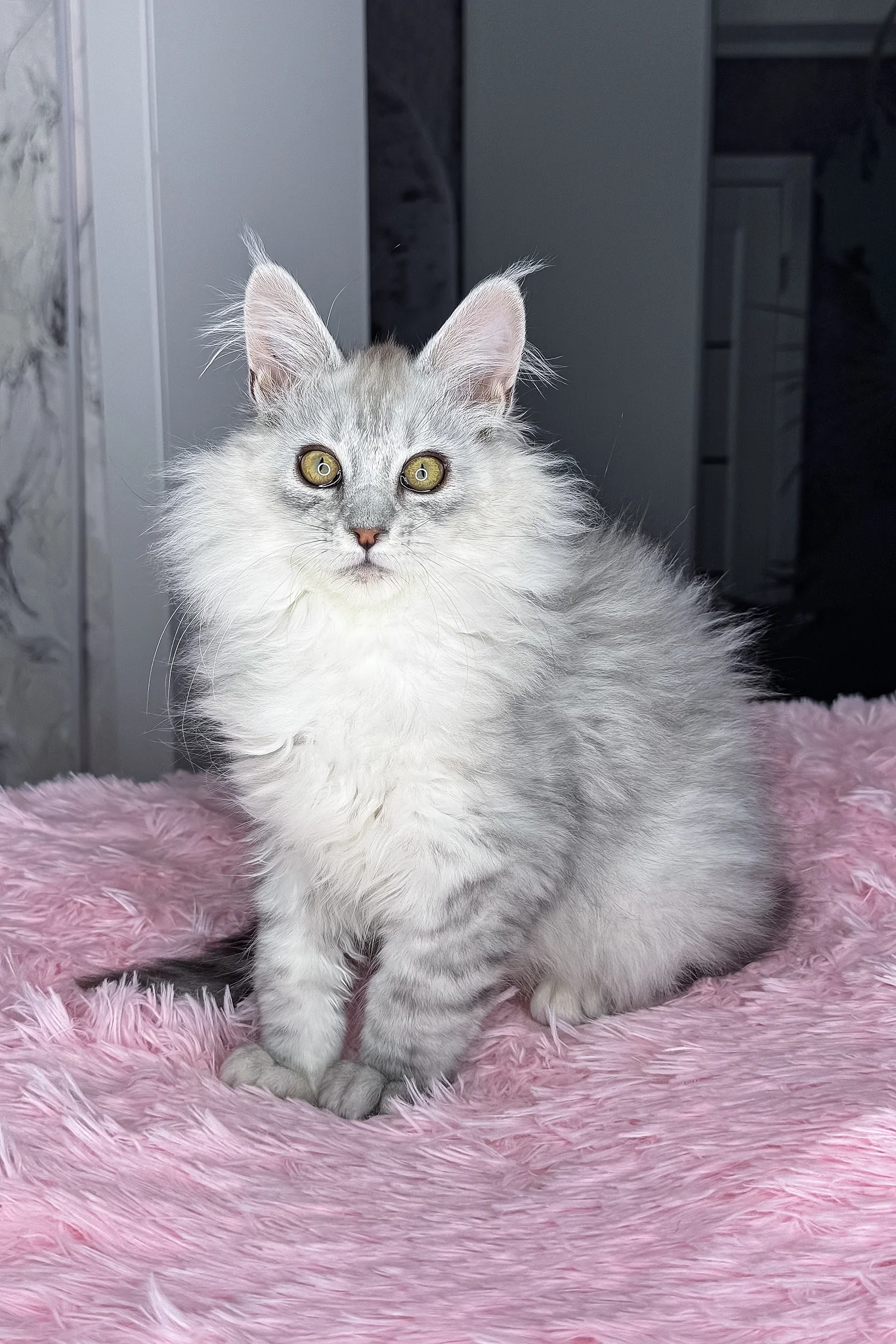 Arfan | Maine Coon Kitten - Image 4