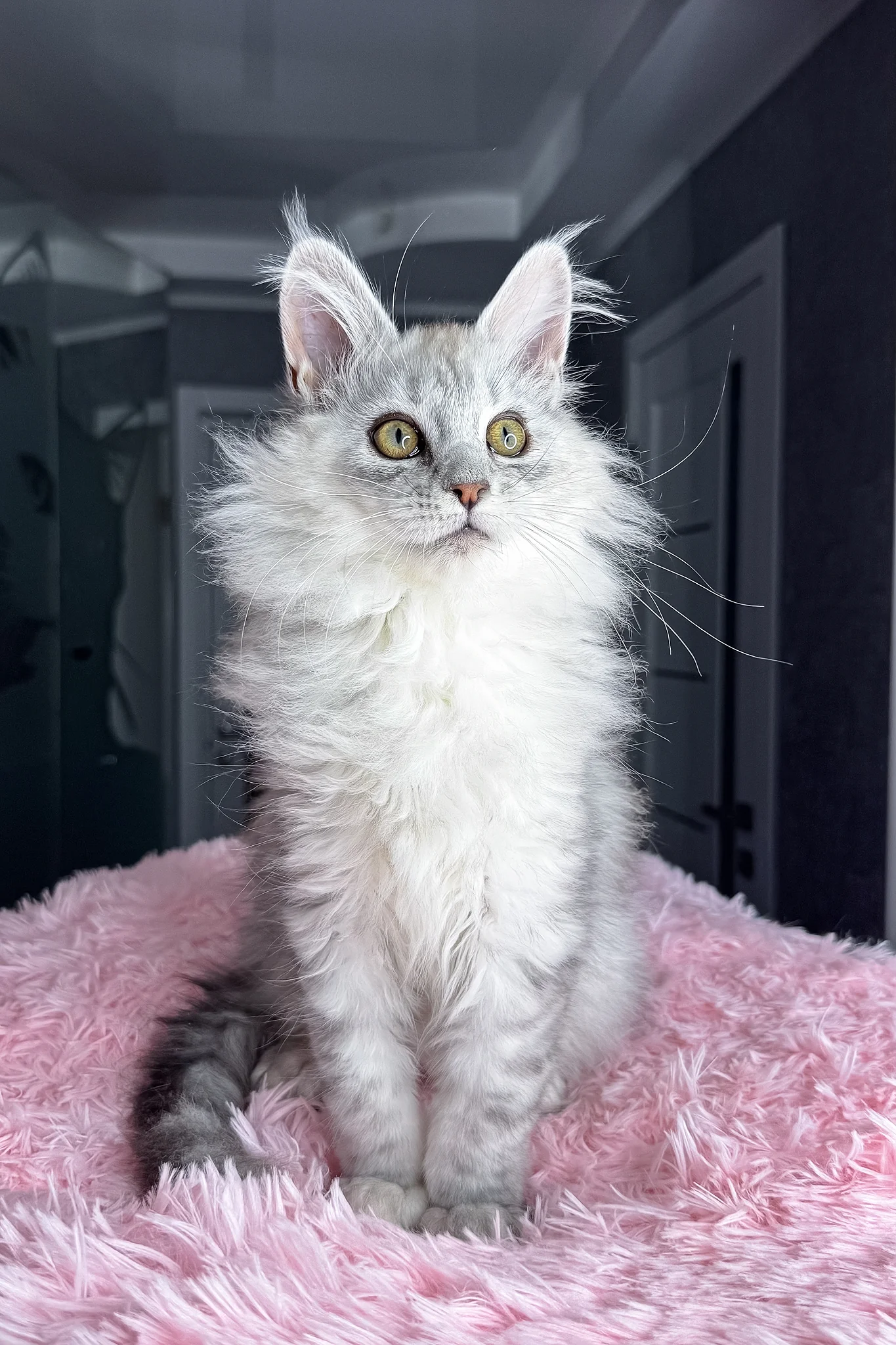 Arfan | Maine Coon Kitten - Image 6
