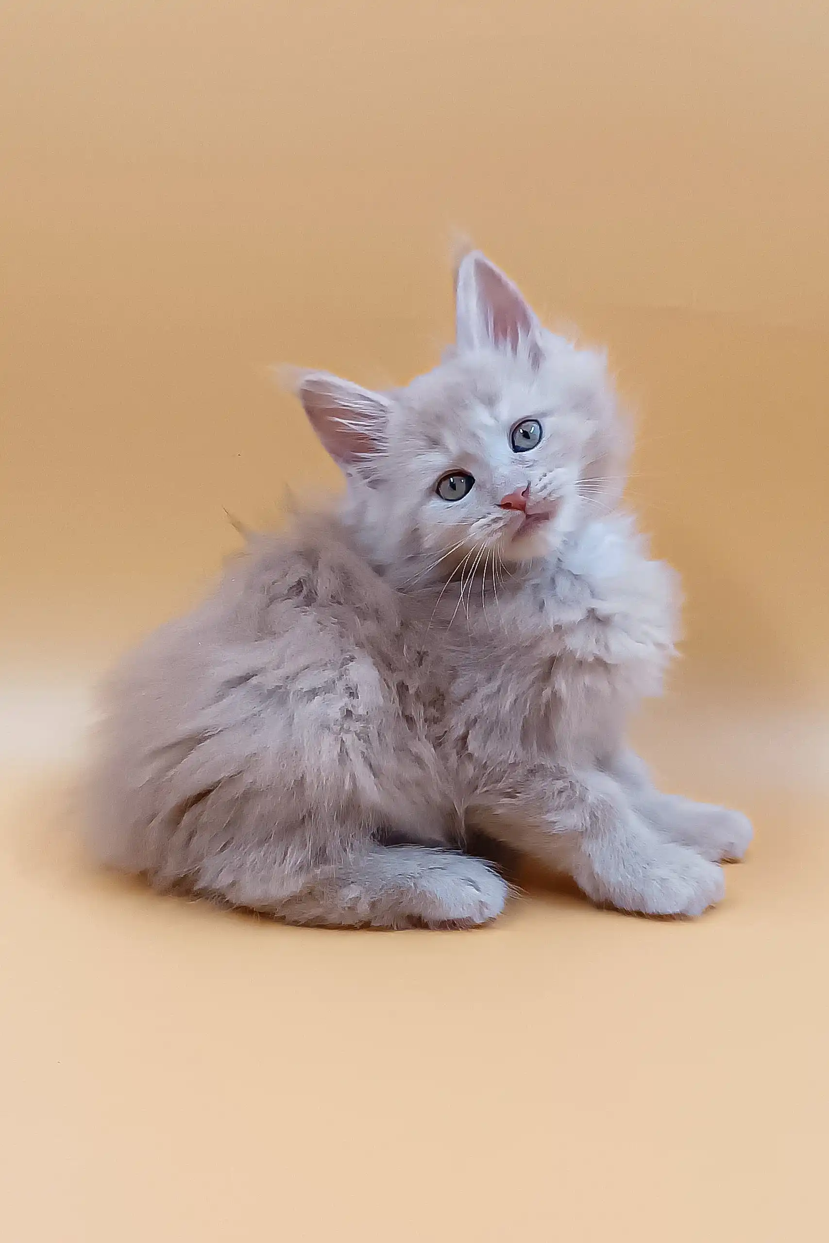Ari | Maine Coon Kitten - Image 6
