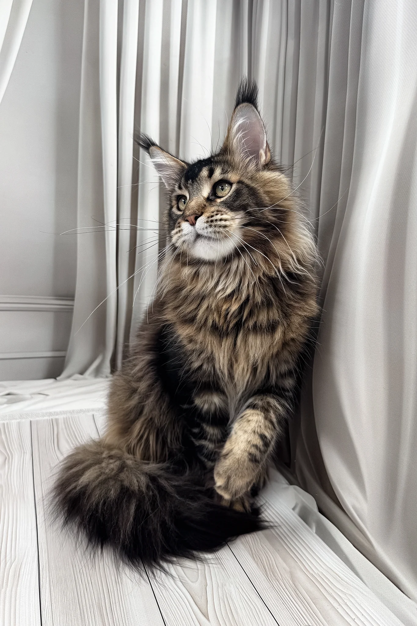Aristocrat | Maine Coon Kitten - Image 8